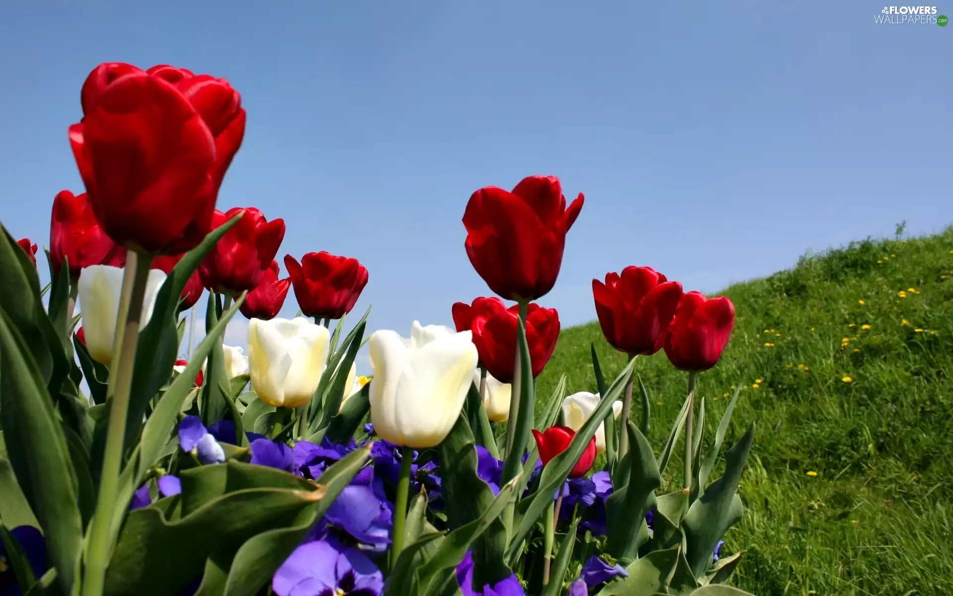 Tulips, Flowers