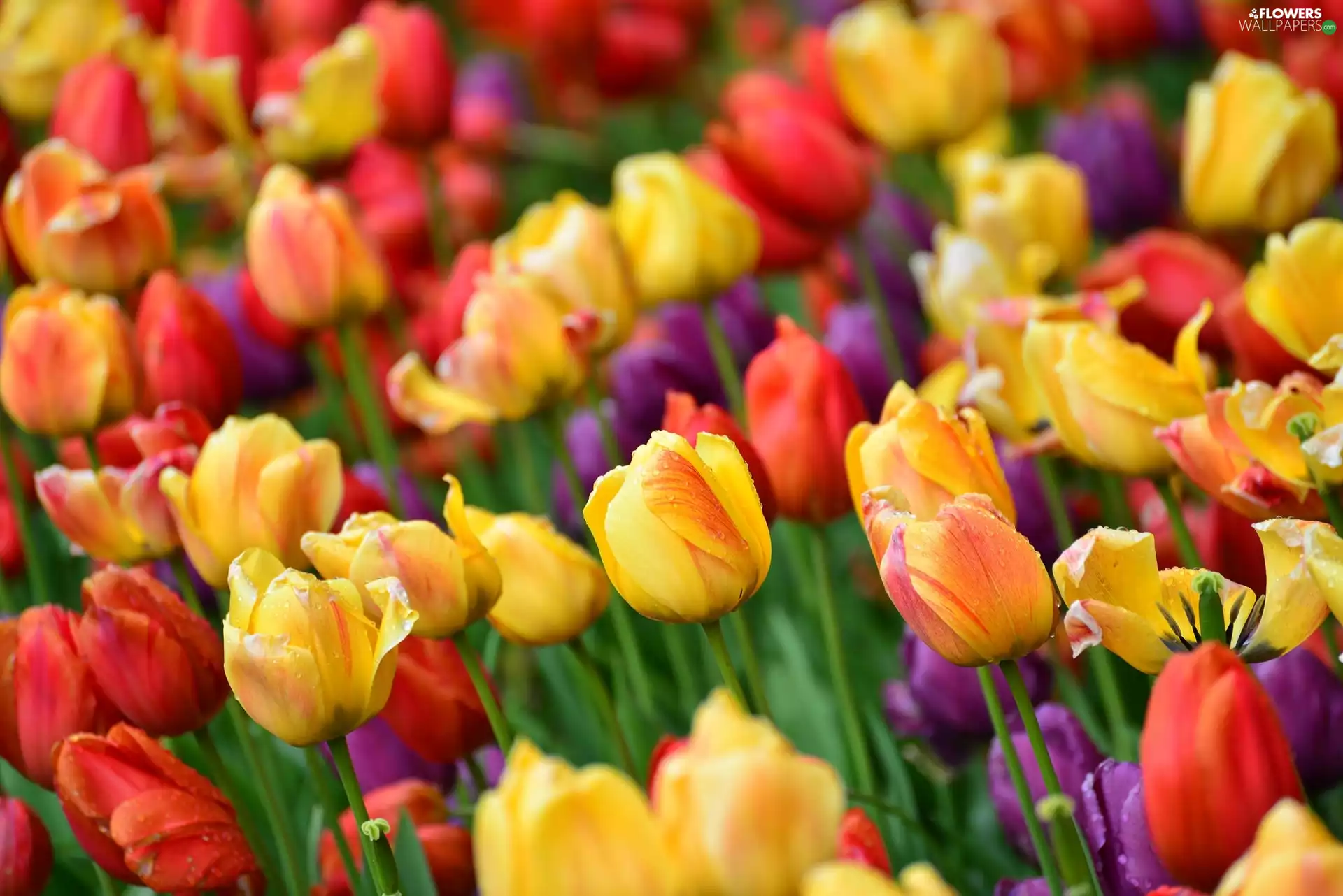 Tulips, Flowers