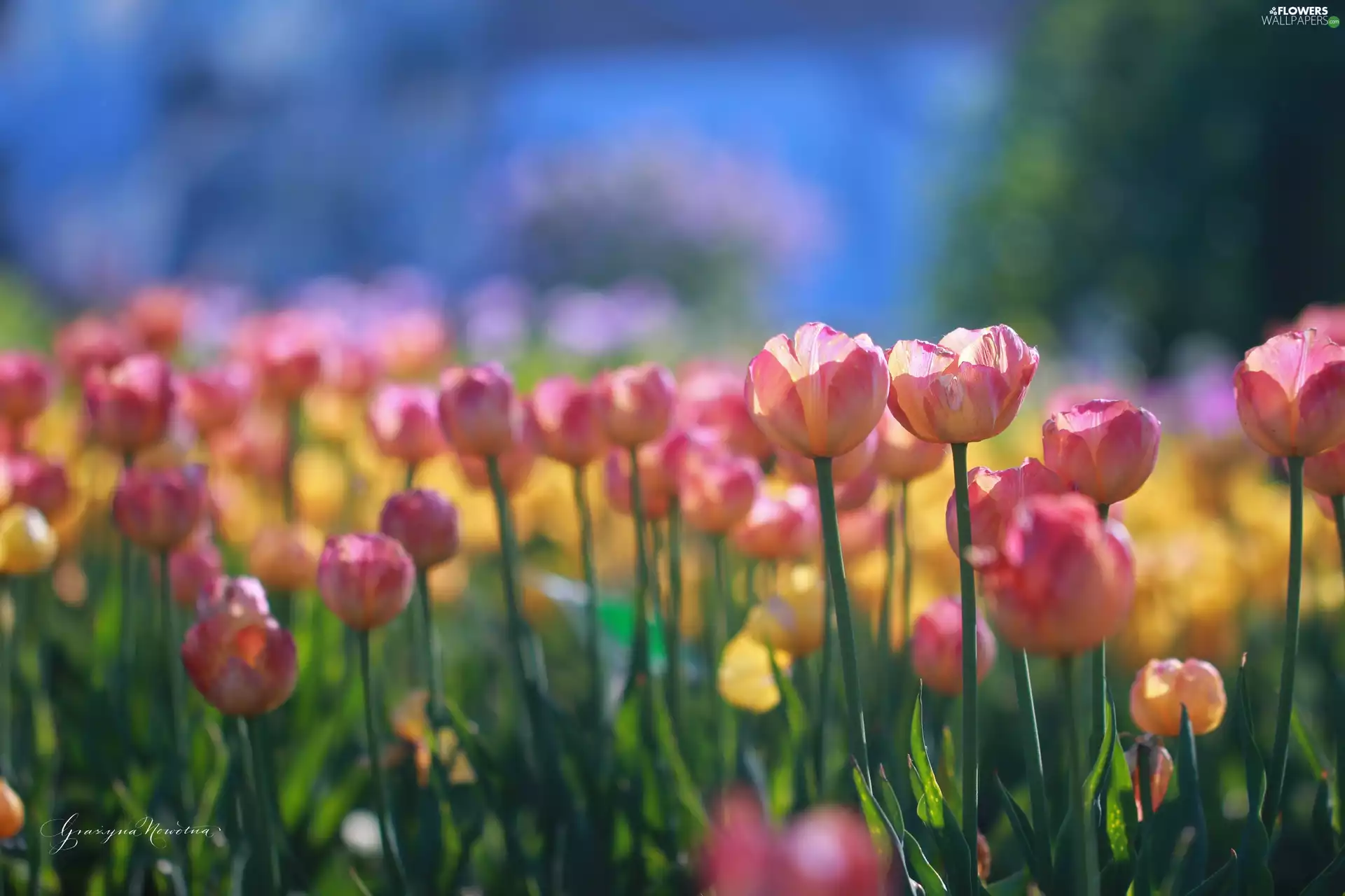 Tulips, Flowers