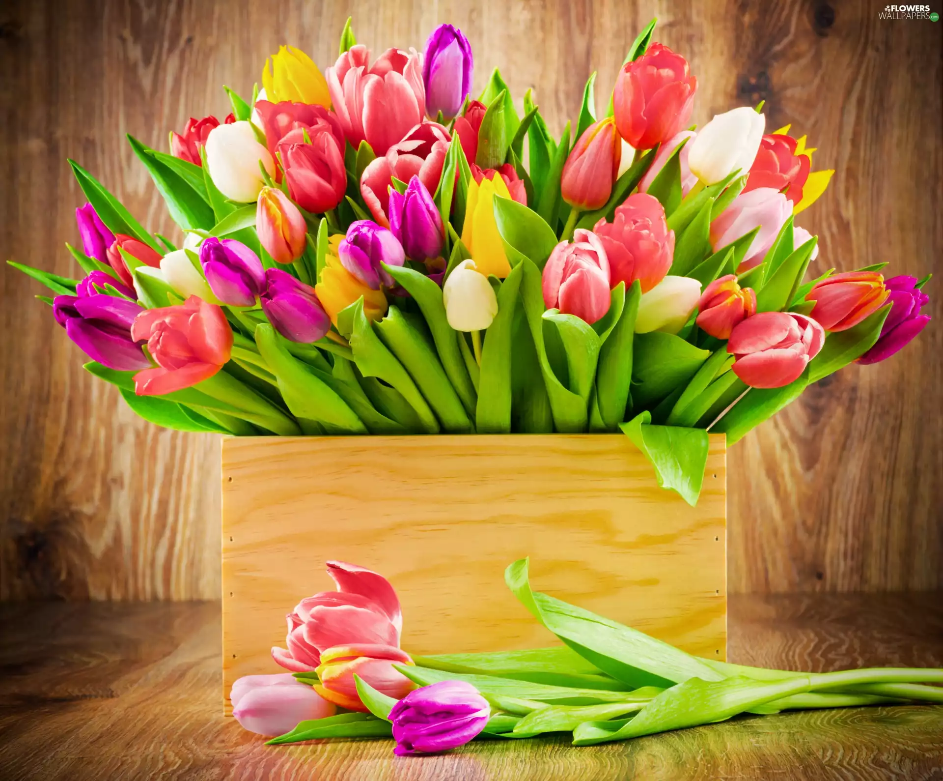 Tulips, Flowers