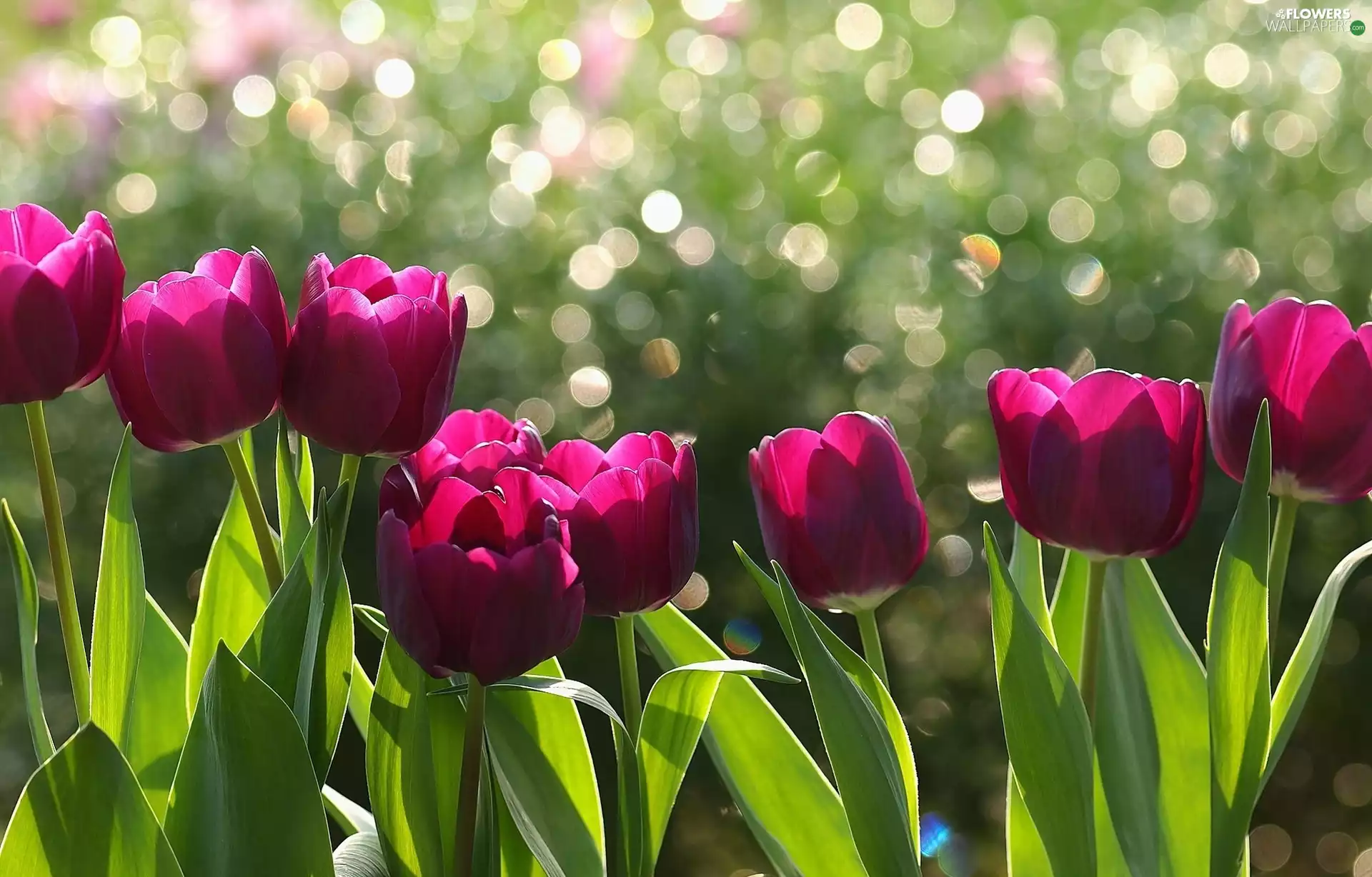 Flowers, Tulips