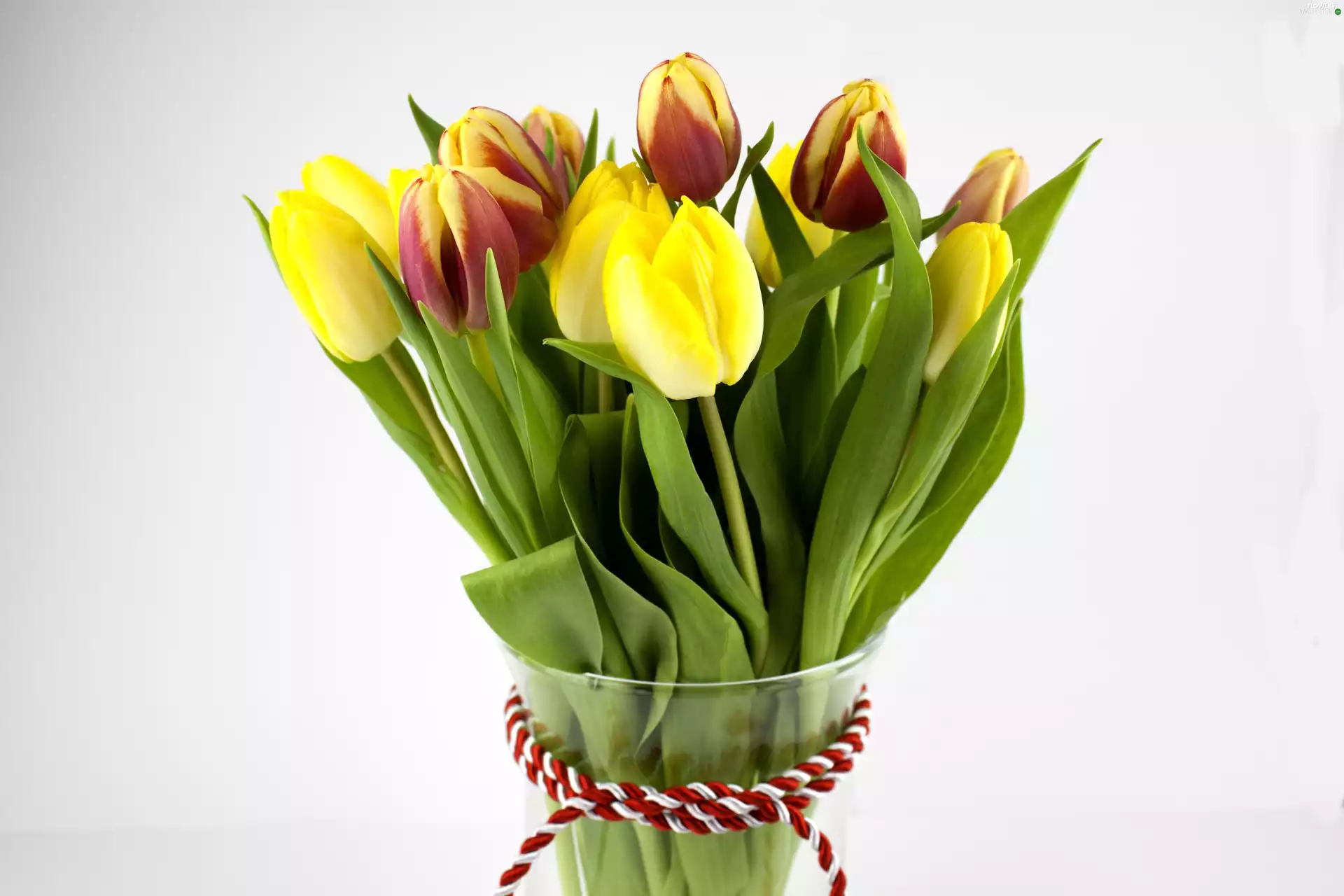Tulips, Flowers