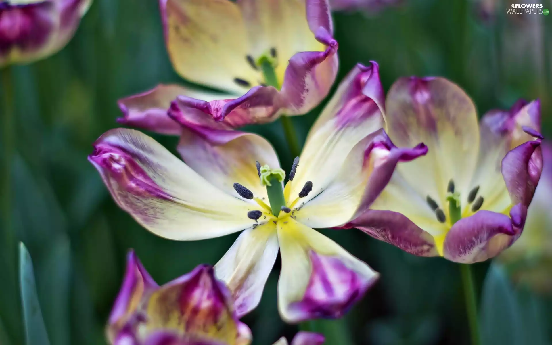 Flowers, Tulips