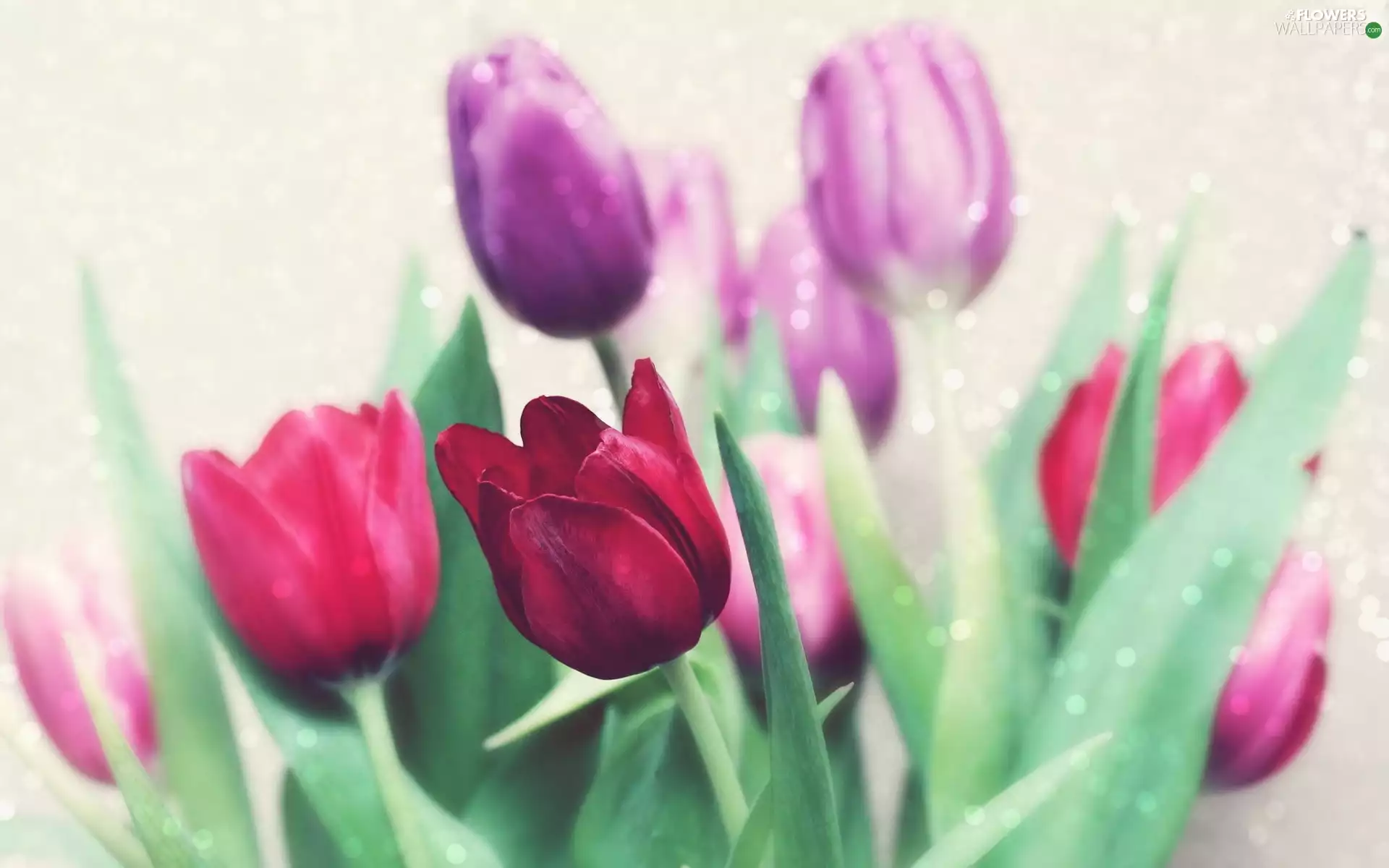 Flowers, Tulips