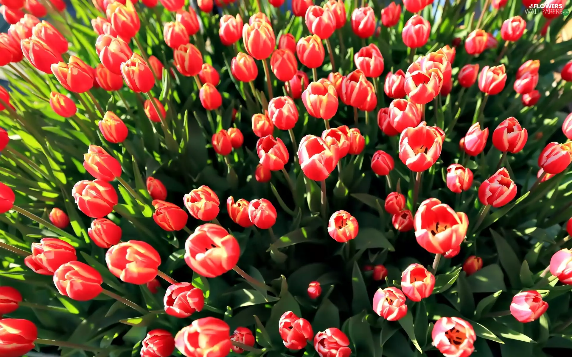 Tulips, Flowers