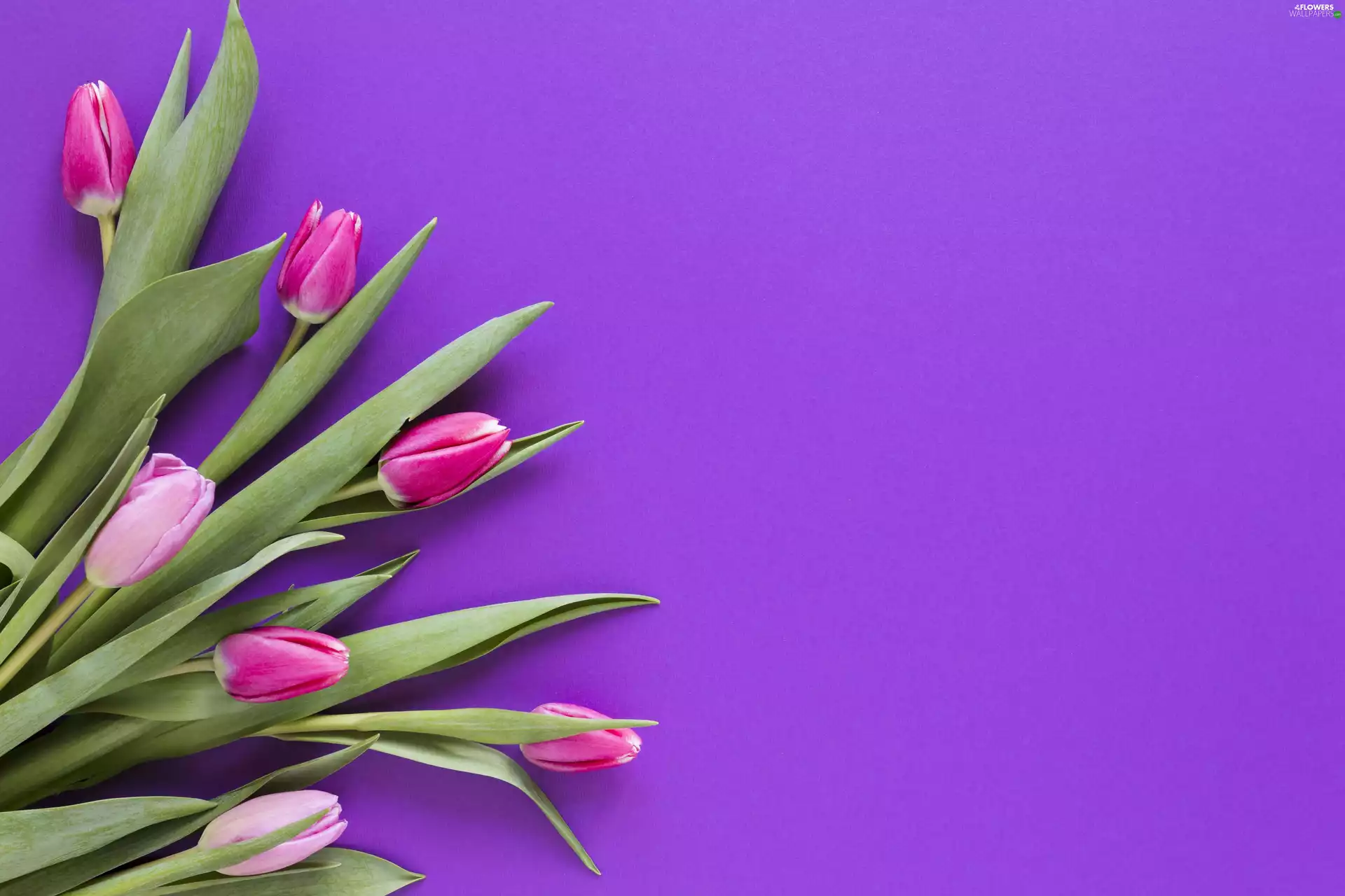 Flowers, purple, background, Tulips