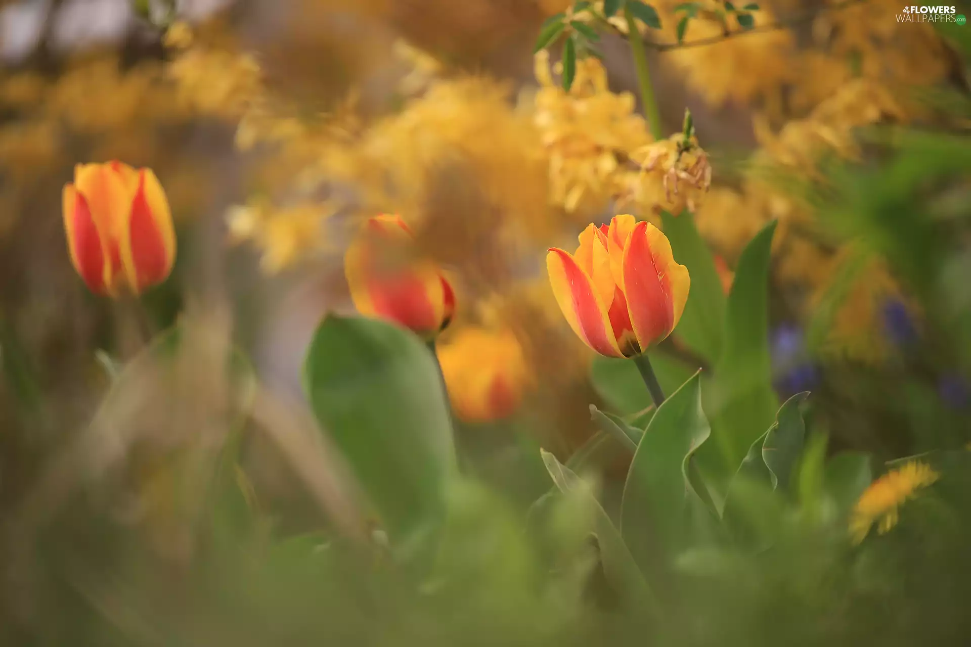 Tulips, blooming, Flowers