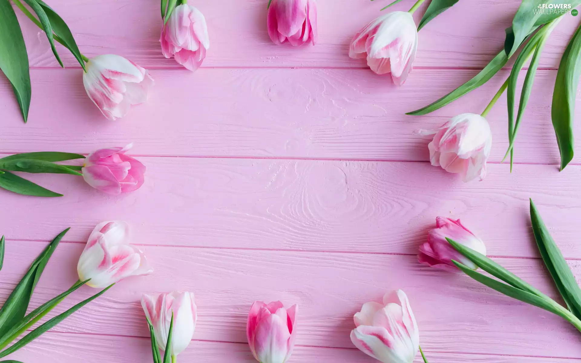 Flowers, Pink, boarding, Tulips