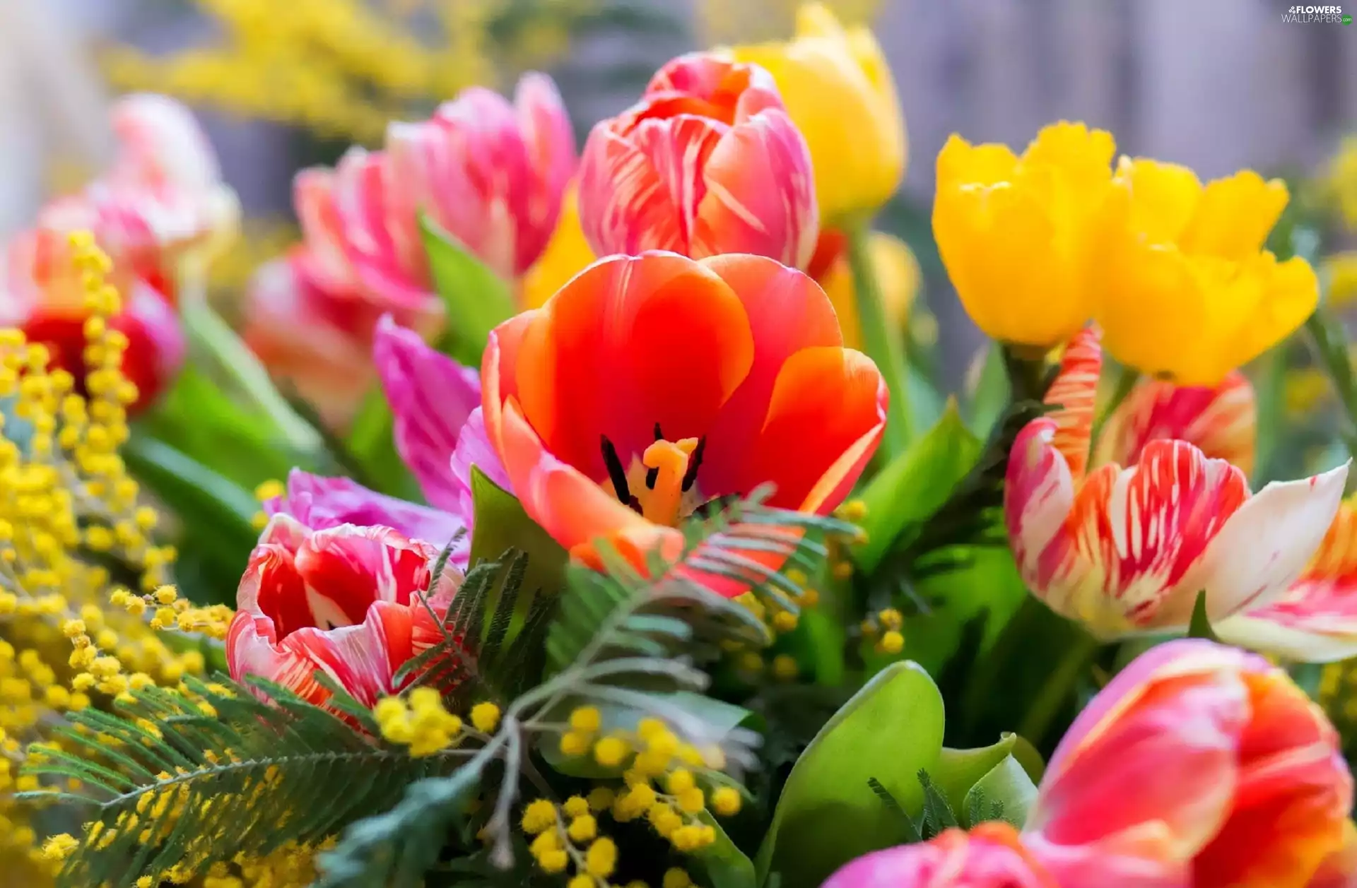 Tulips, bouquet, flowers