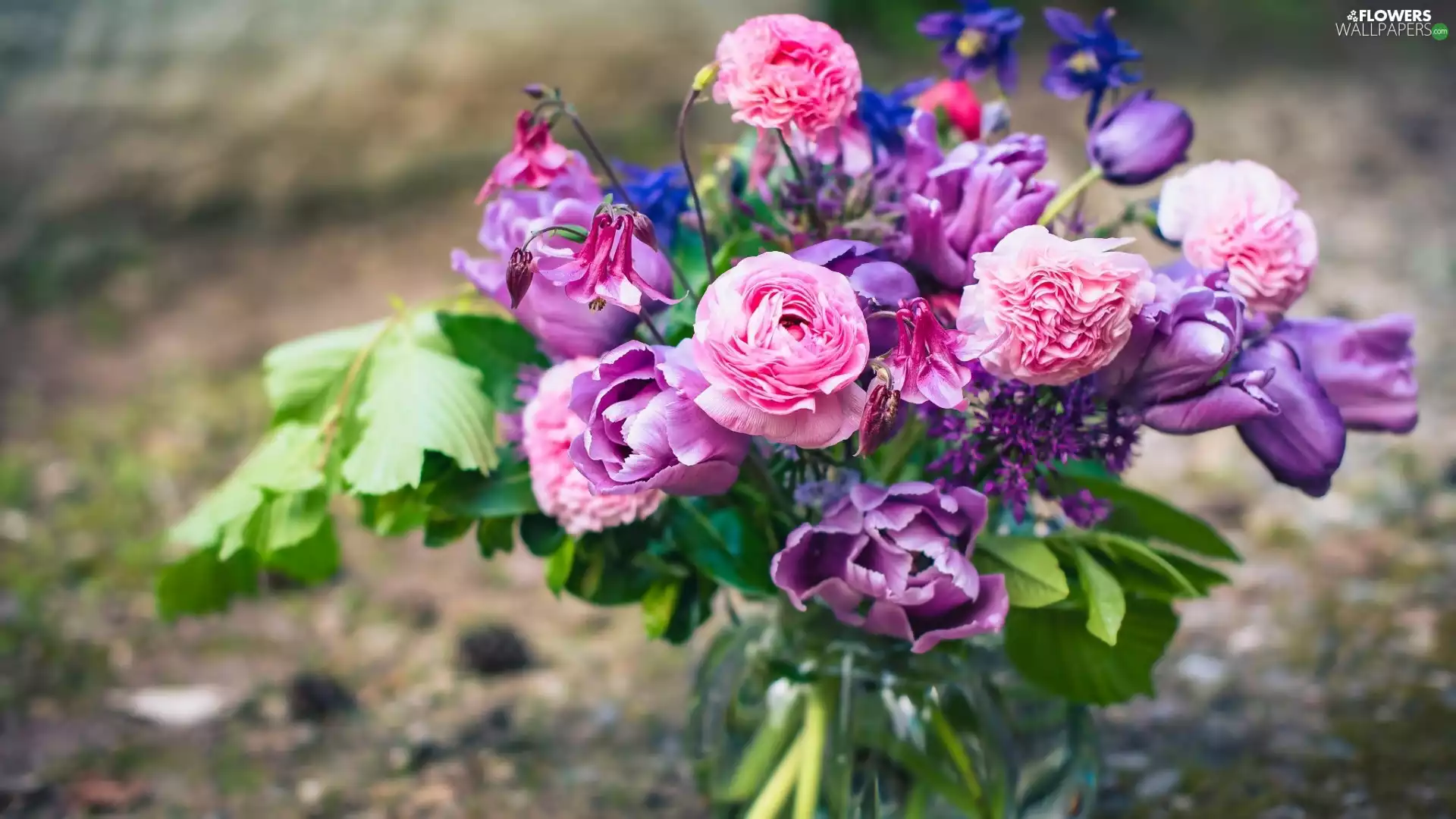 glaucoma, Tulips, Flowers, Columbines, bouquet