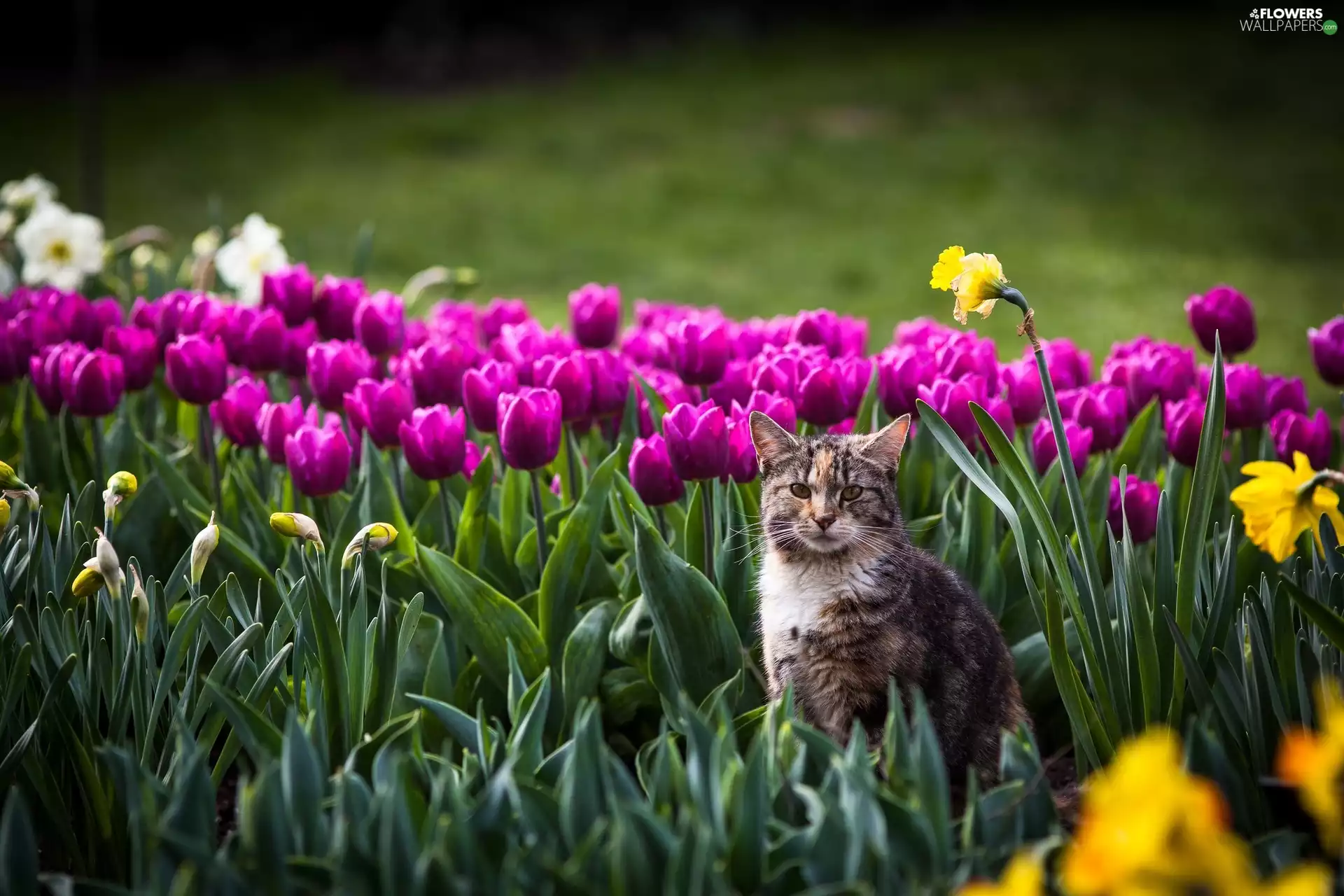 Tulips, cat, Flowers