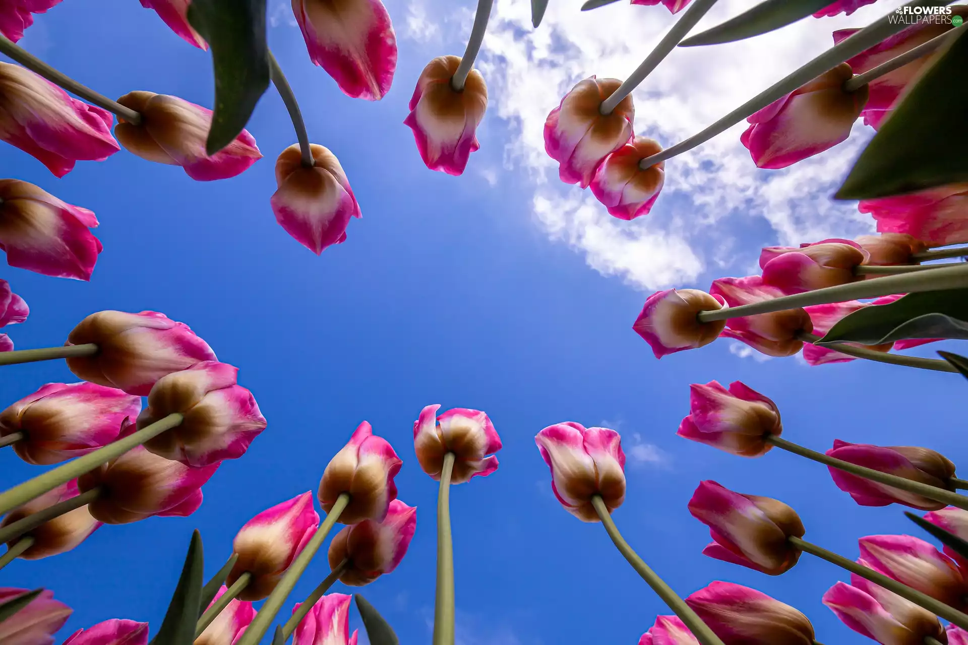 Flowers, Sky, clouds, Tulips
