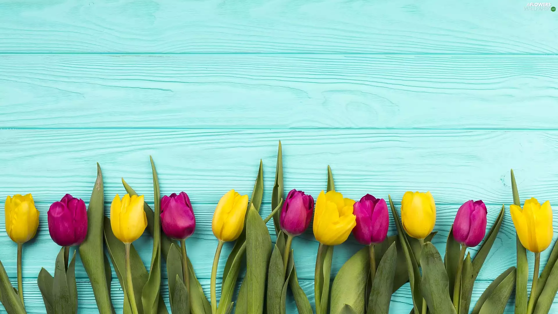 Blue, boarding, color, Tulips, Colourfull Flowers