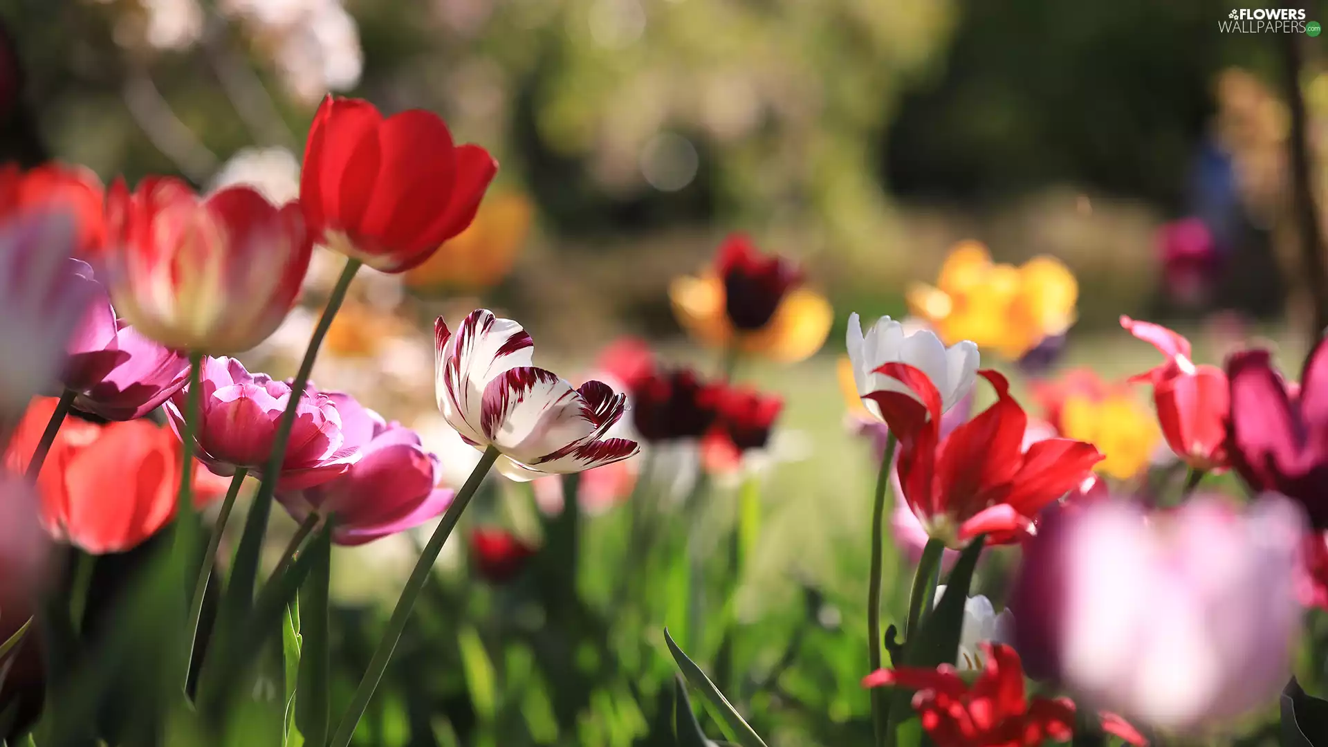 Flowers, Different colored, Tulips
