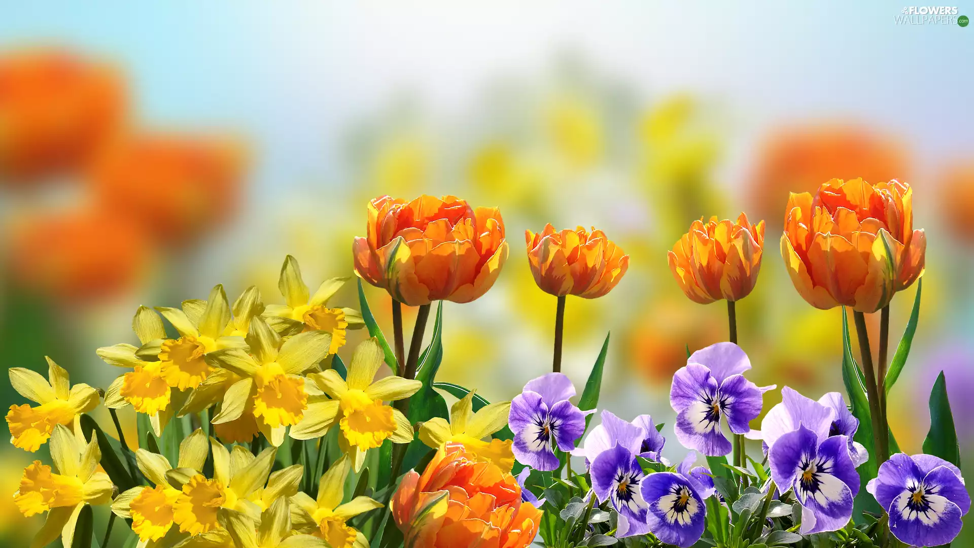Flowers, pansies, Daffodils, Tulips
