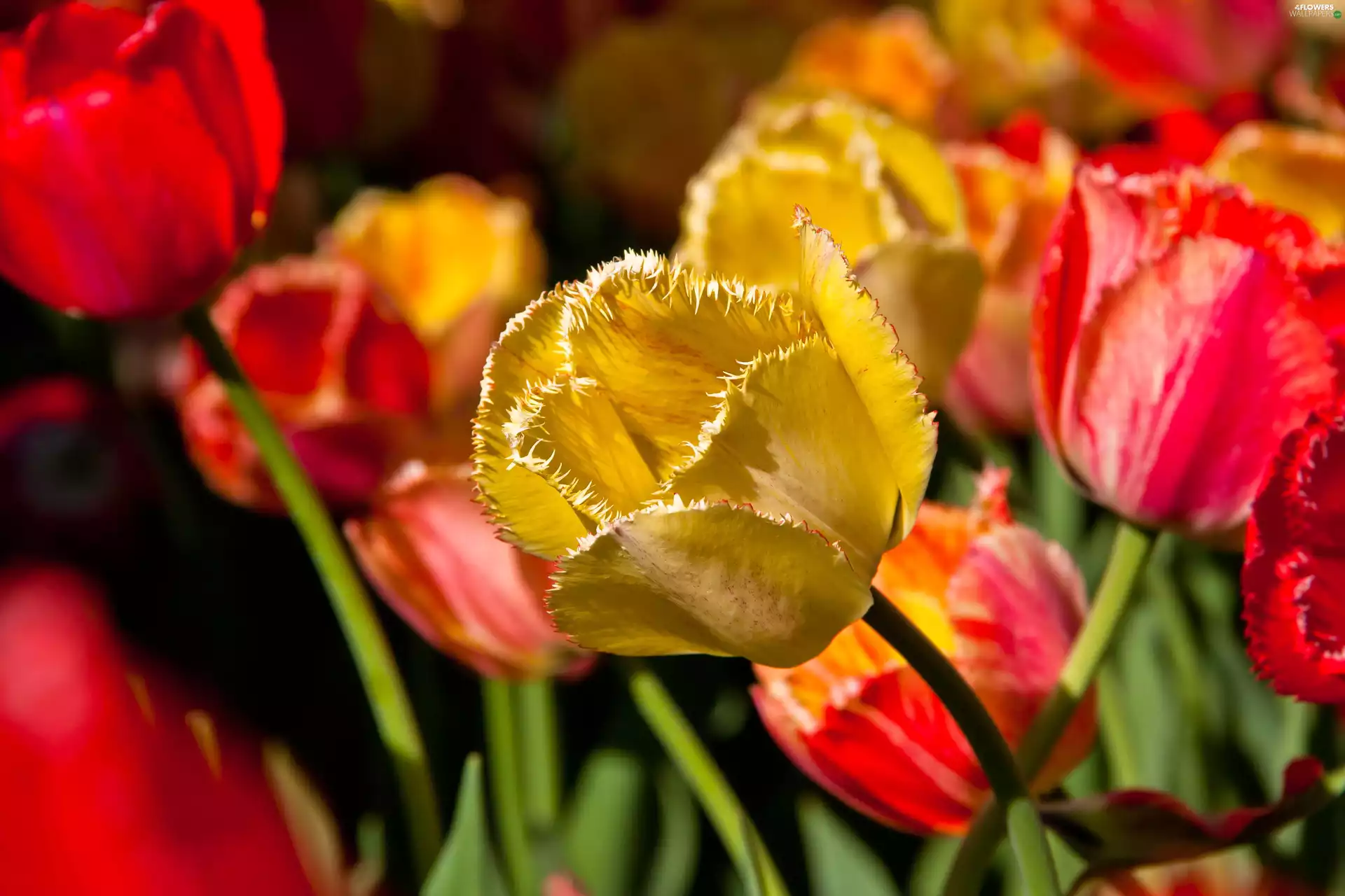 Flowers, Yellow, developed, Tulips