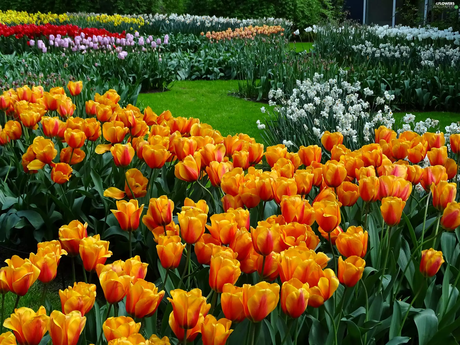 Tulips, Garden, Flowers