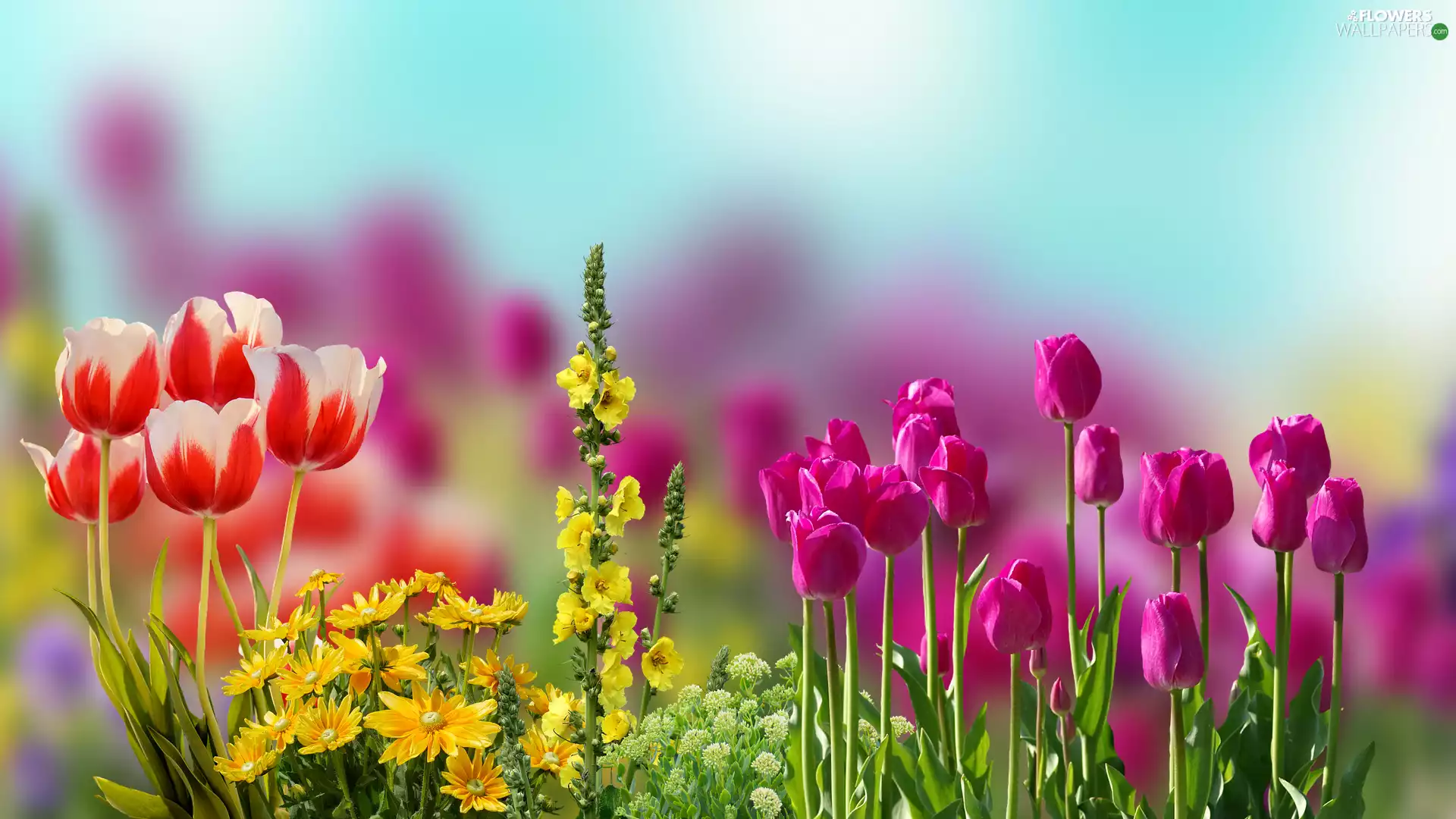 Flowers, blur, graphics, Tulips