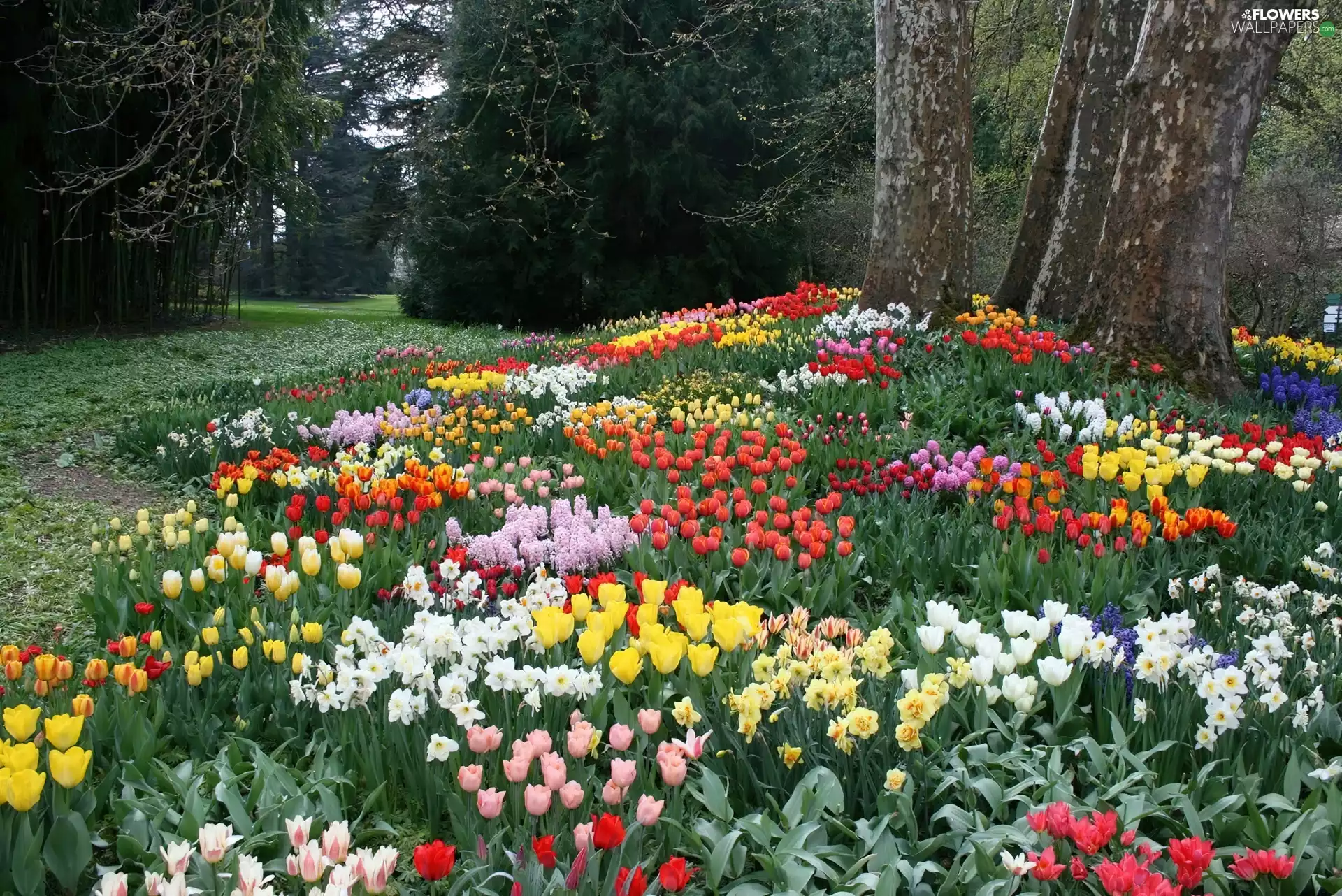 Tulips, Park, Flowers