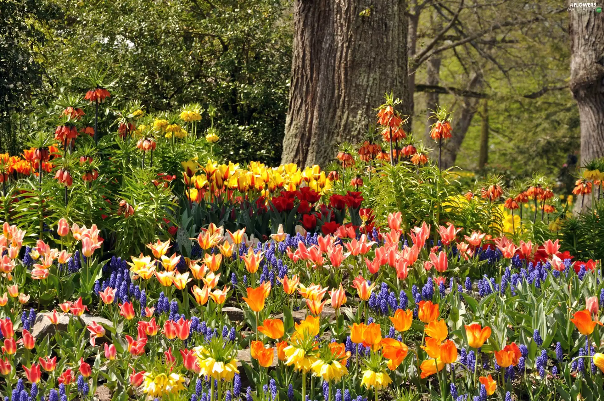 Tulips, Park, Flowers