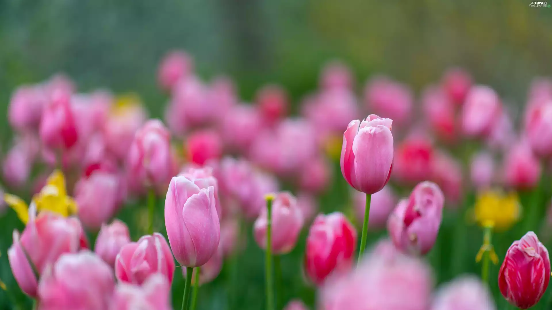 Flowers, Buds, Pink, Tulips
