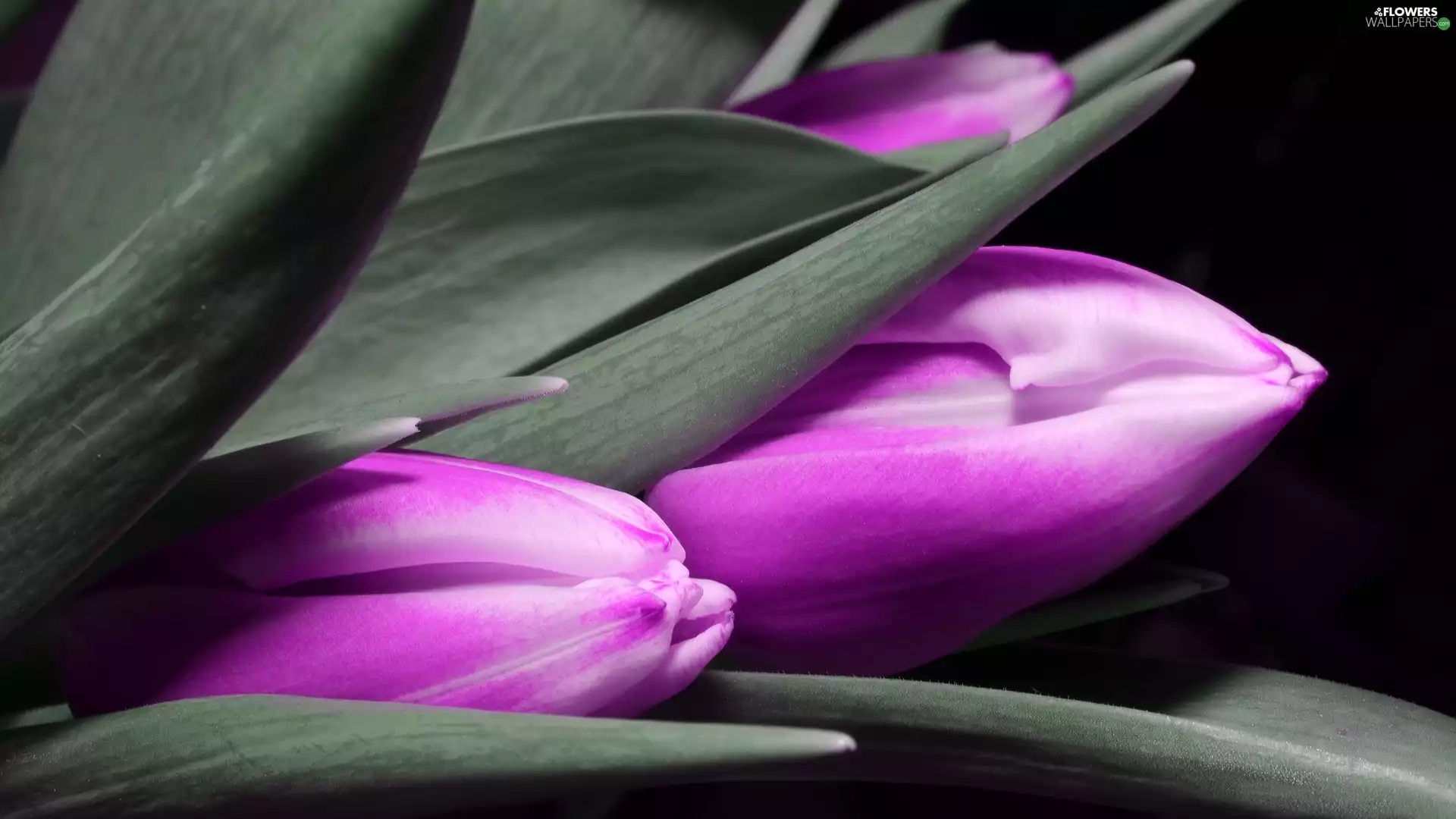 Tulips, purple, Flowers