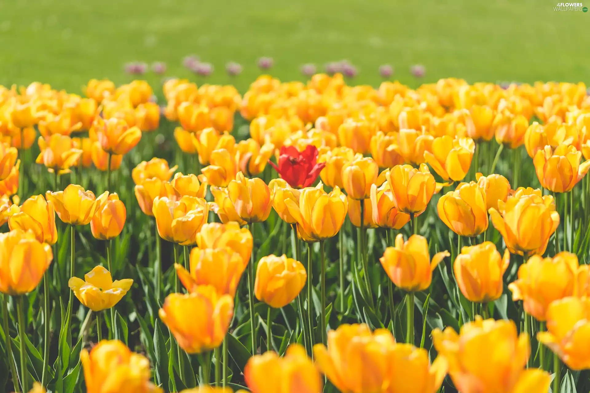 Flowers, Yellow, Red, Tulips