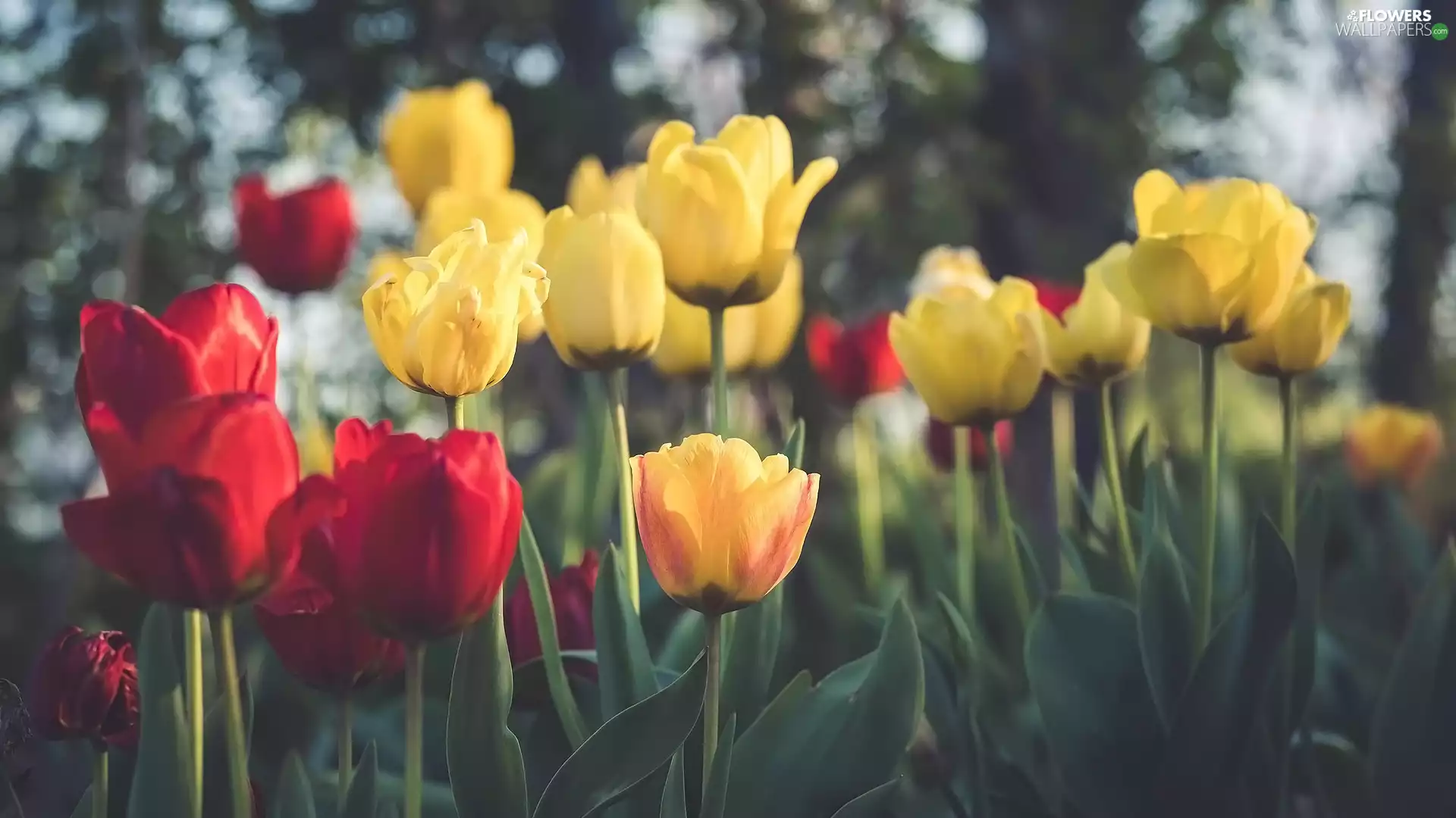 Flowers, Yellow, Red, Tulips