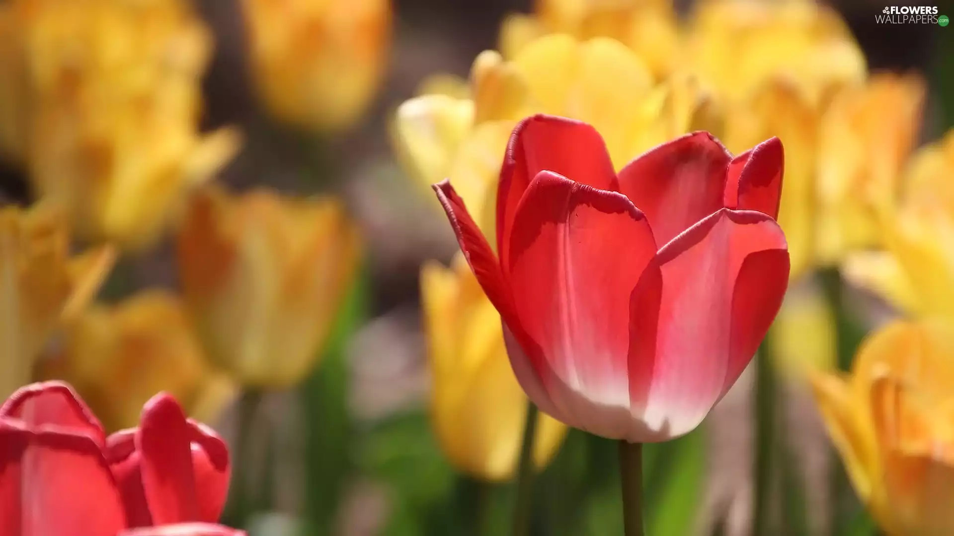 Flowers, Red, tulip, Tulips