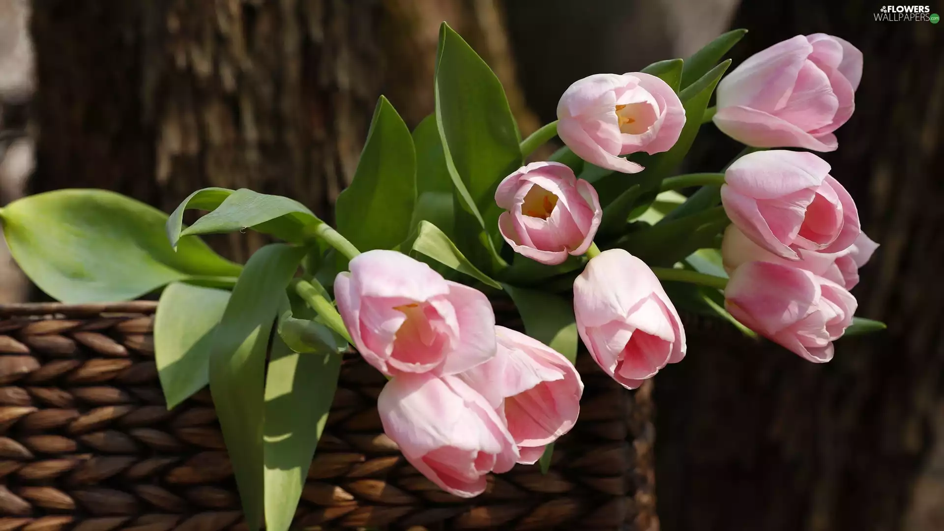 bouquet, Pink, fuzzy, Tulips, Flowers, basket, background