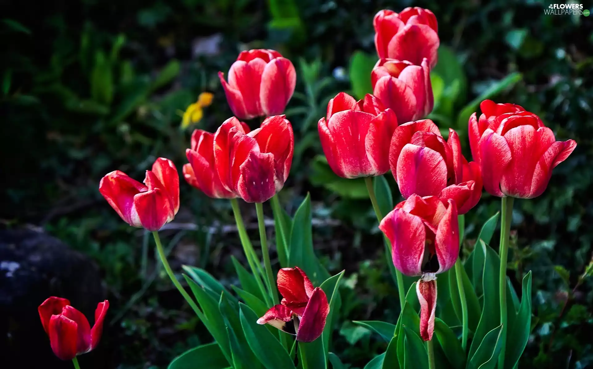 Tulips, Garden