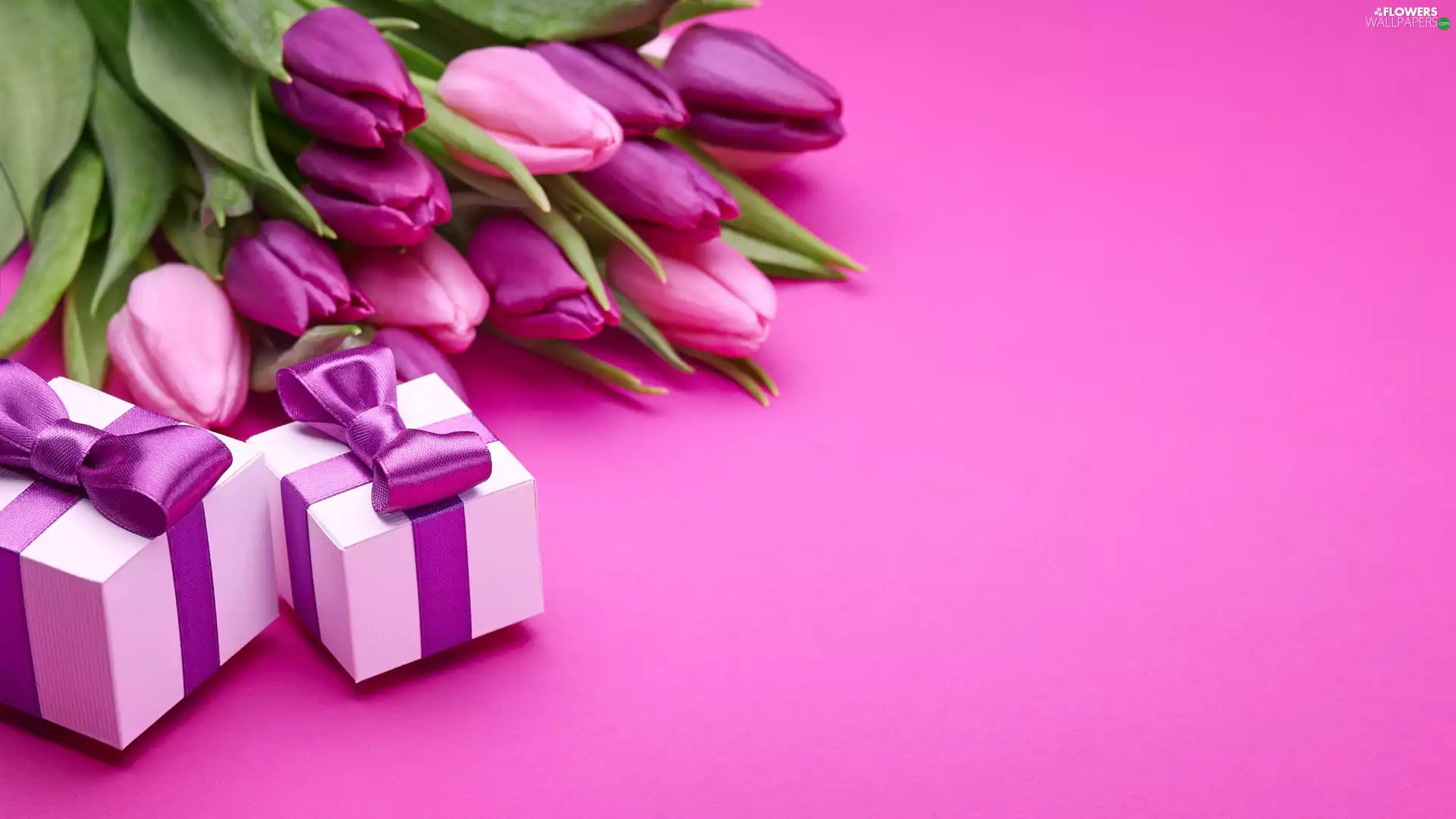 Tulips, gifts
