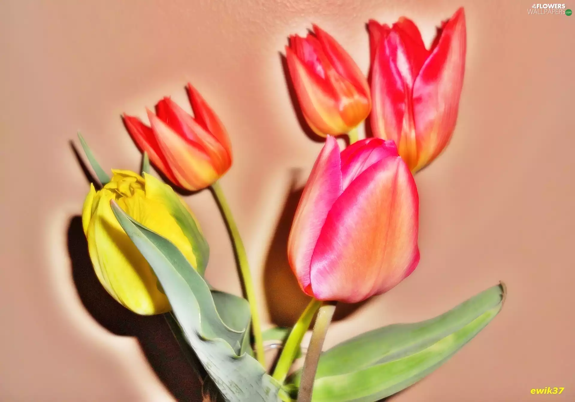 Graphic effects, Flowers, Tulips