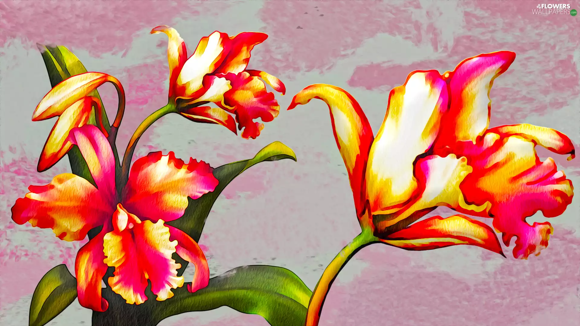Flowers, Tulips, graphics, Red-Yellow