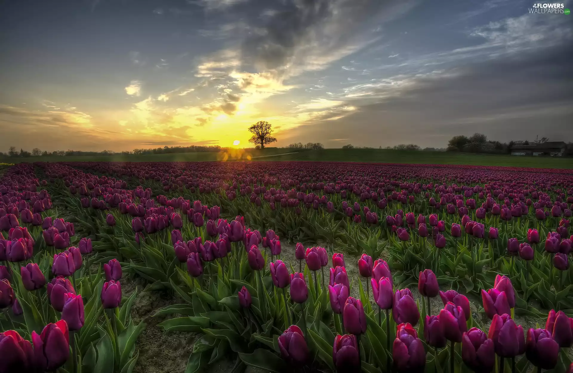Great Sunsets, purple, Tulips