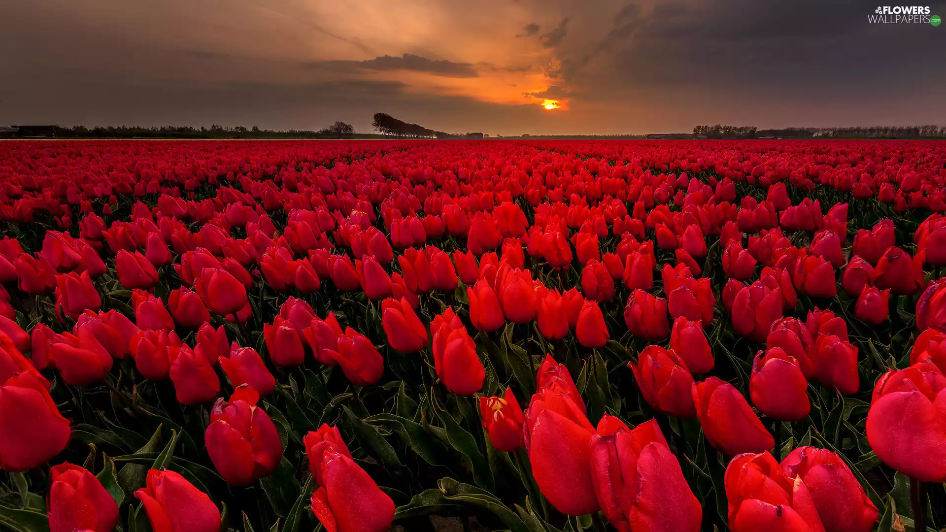 Field, Tulips, Great Sunsets, Red