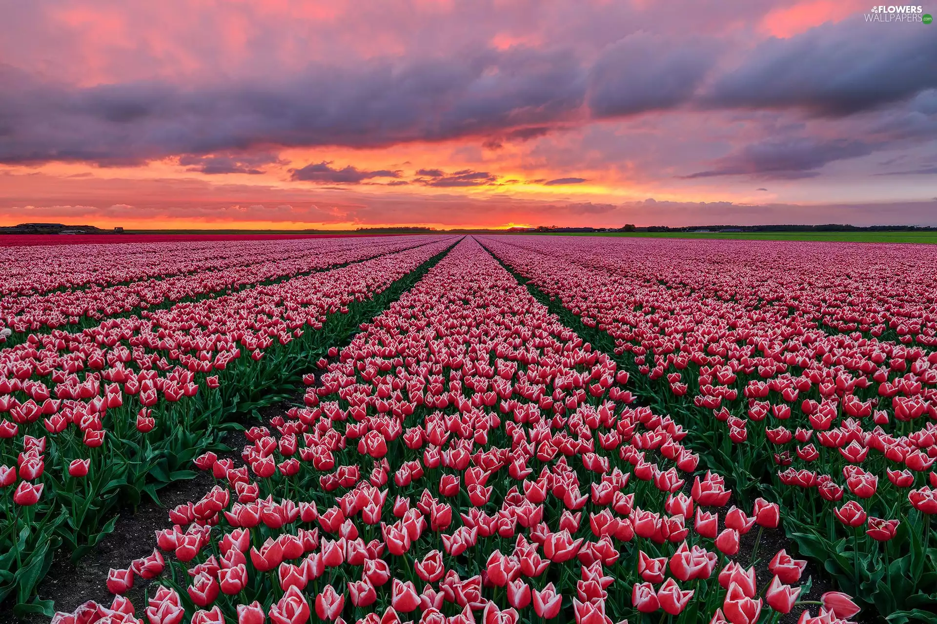 plantation, Tulips, Great Sunsets, tulips