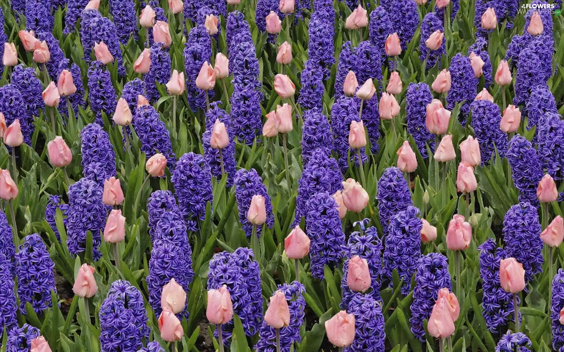 tulips, Field, hyacinths