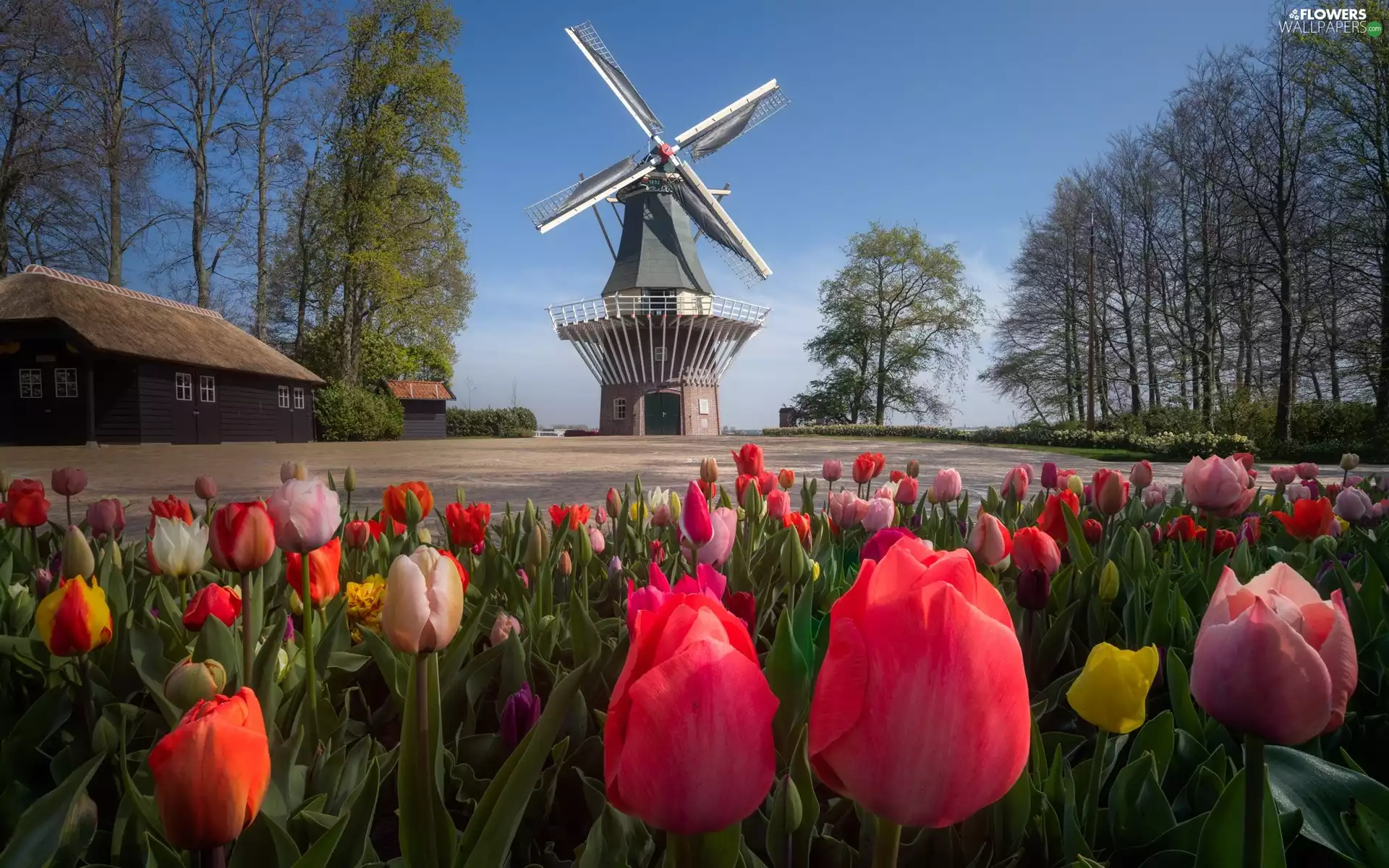 trees, Windmill, Keukenhof, Tulips, Garden, viewes, Netherlands