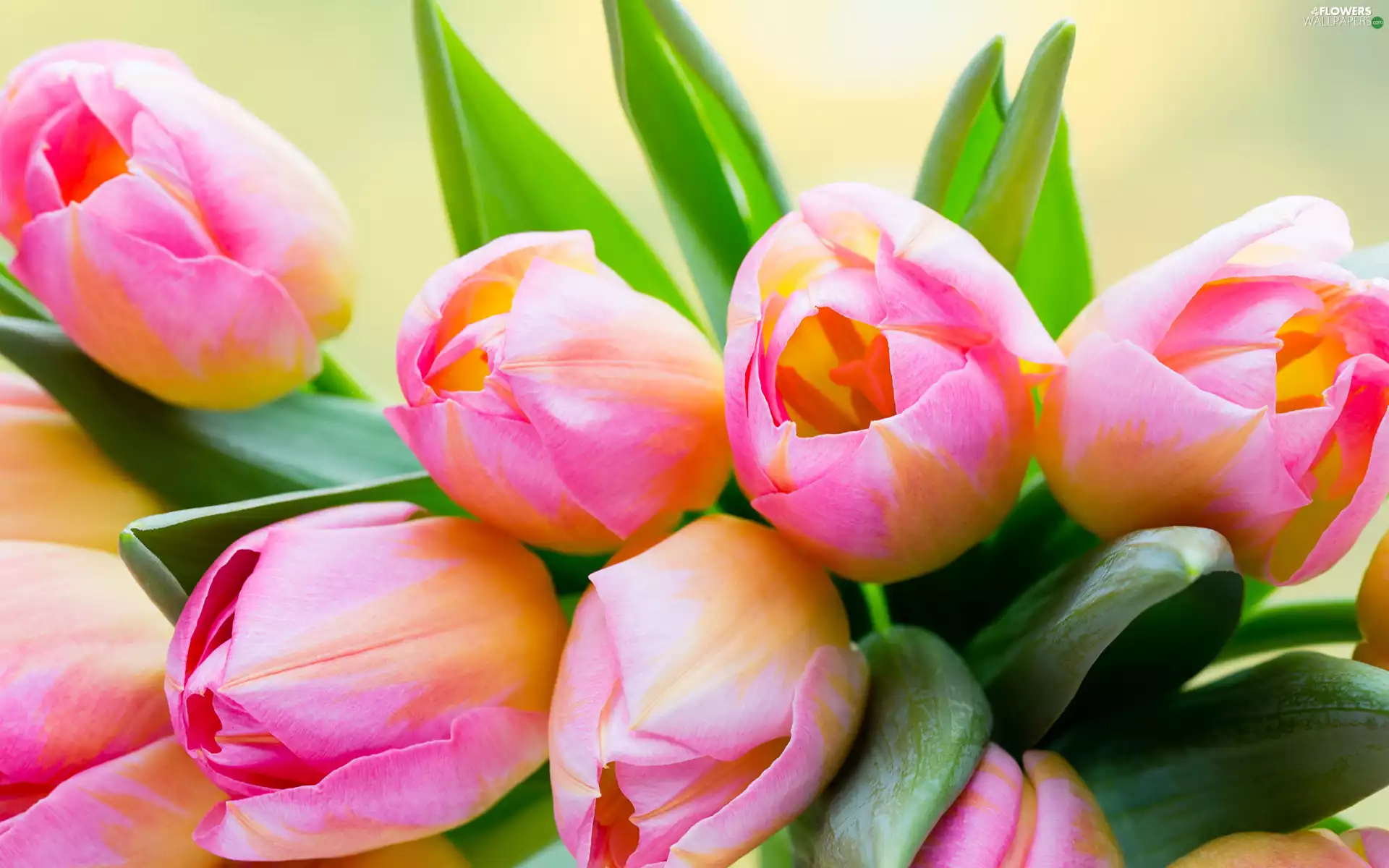 Flowers, Tulips, Leaf, Pink-Yellow
