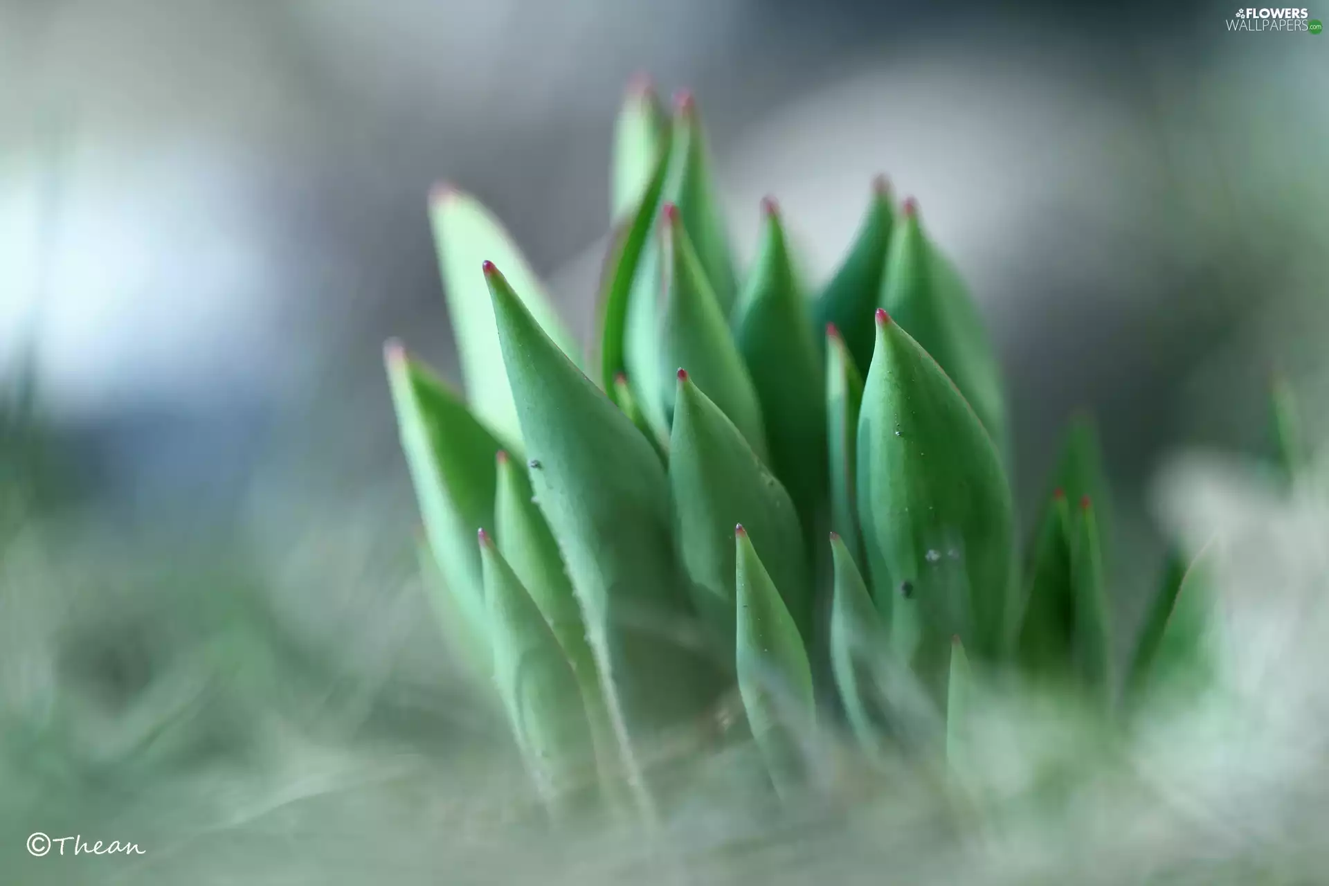 tulips, young, Leaf