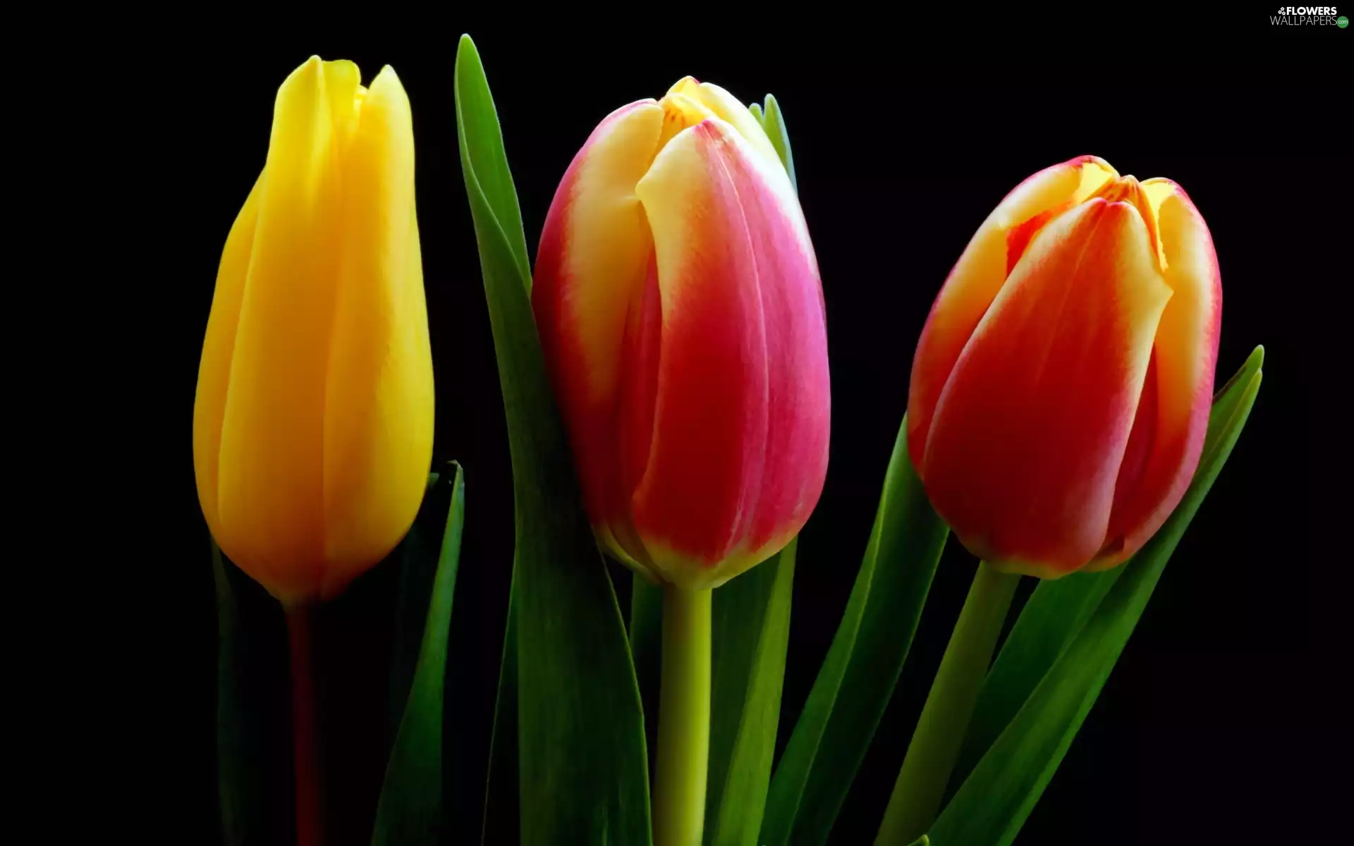 Tulips, leaves