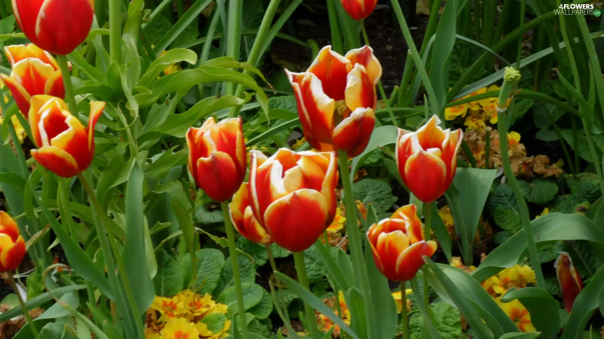 Tulips, leaves