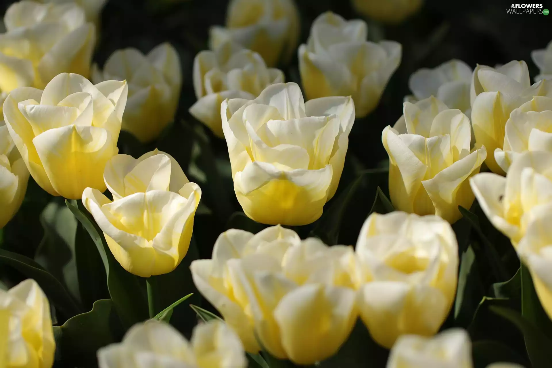 Light yellow, Flowers, Tulips