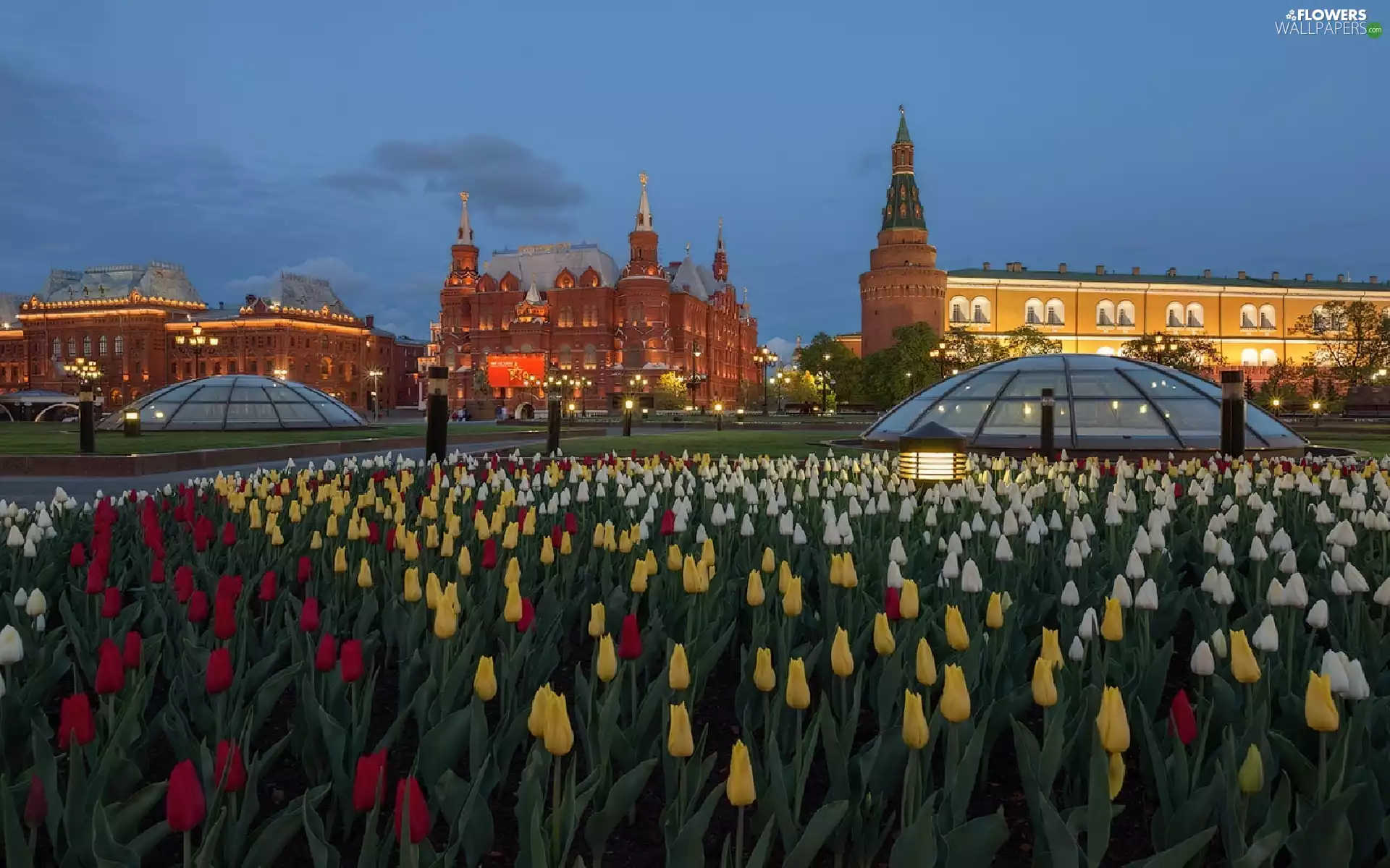 picture, Russia, flowerbed, Tulips, Town, Moscow