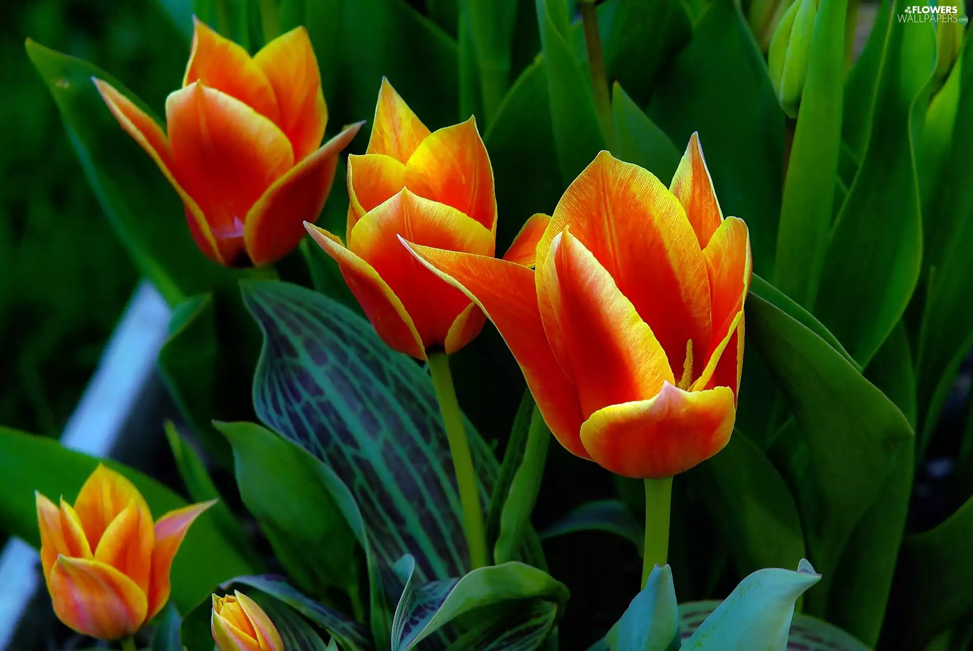 Orange, Tulips