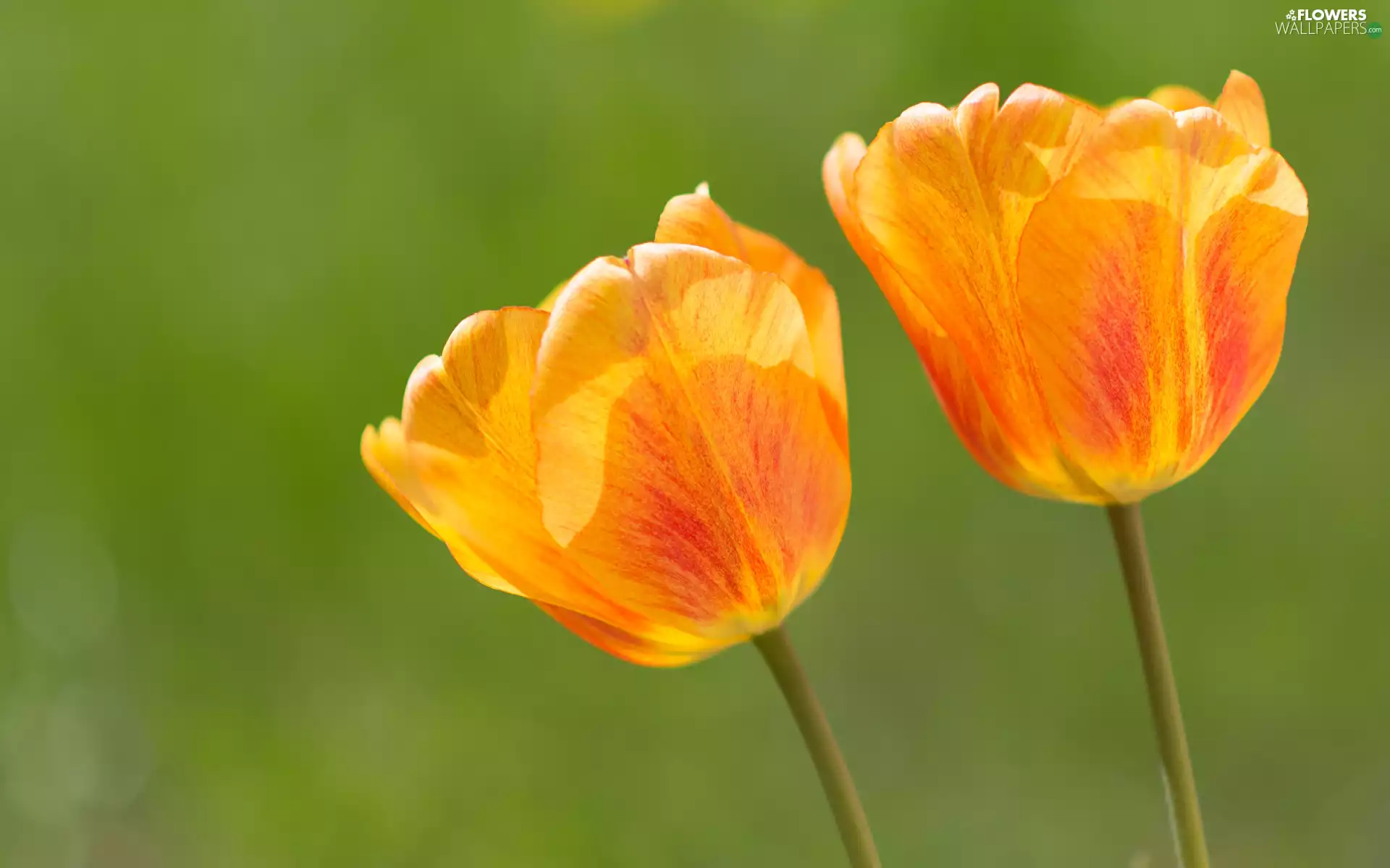 Flowers, Tulips, Orange, Two cars