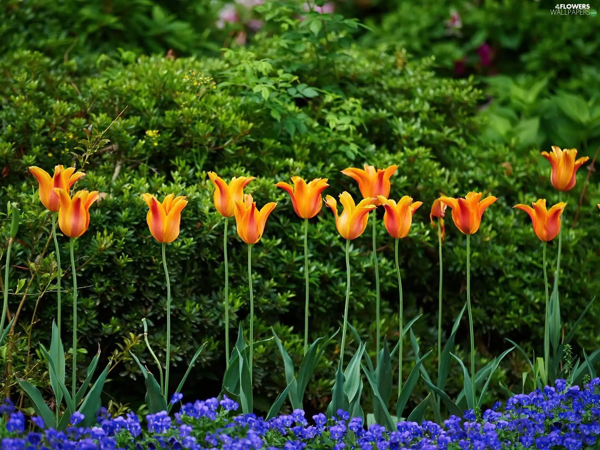 pansies, Softwood, Bush, Tulips