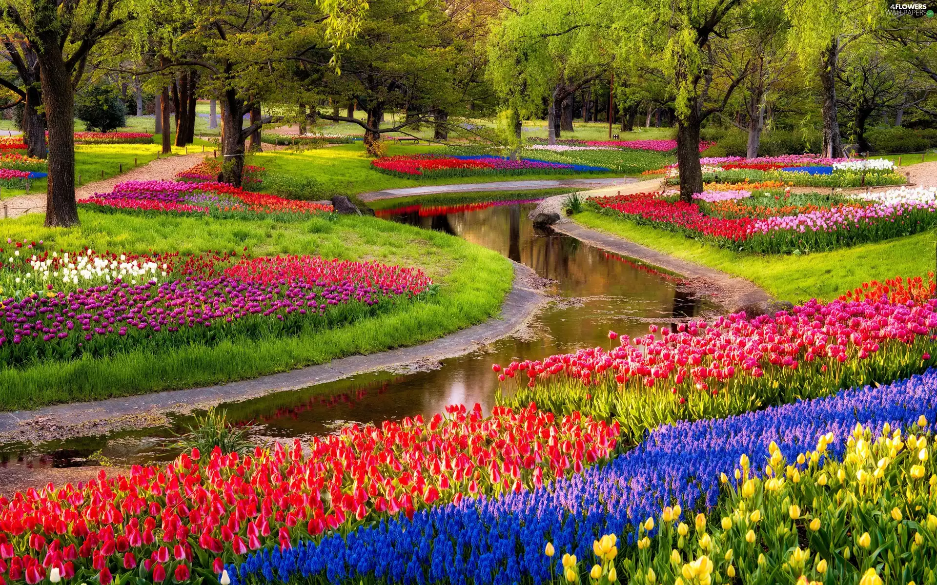 Park, Flowers, Tulips, brook