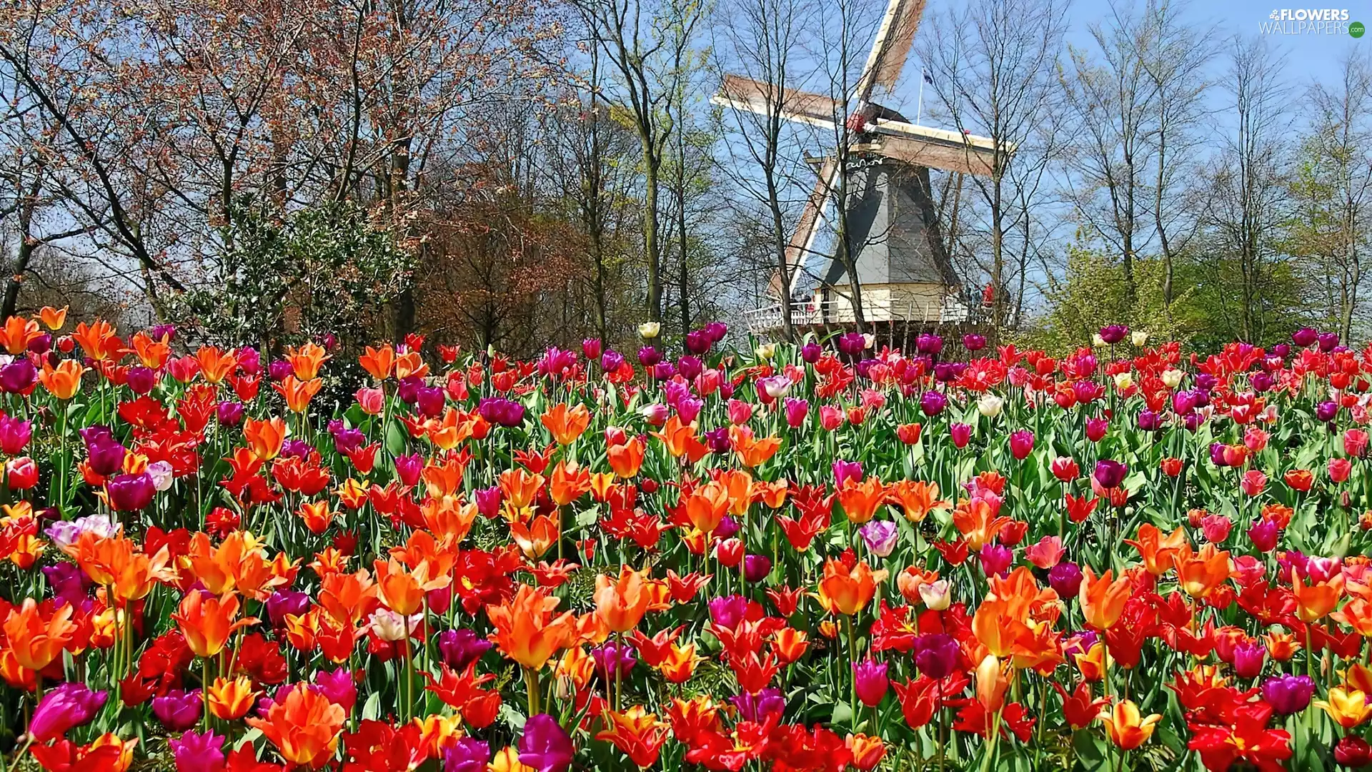Park, Windmill, Lisse, Tulips
